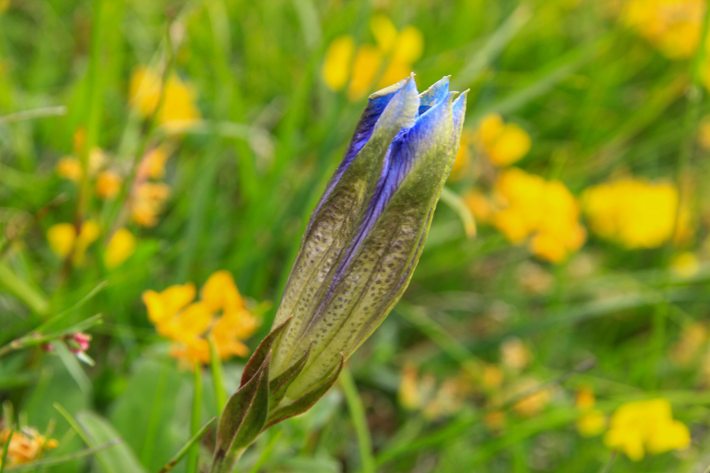 sbocciano le genziane
