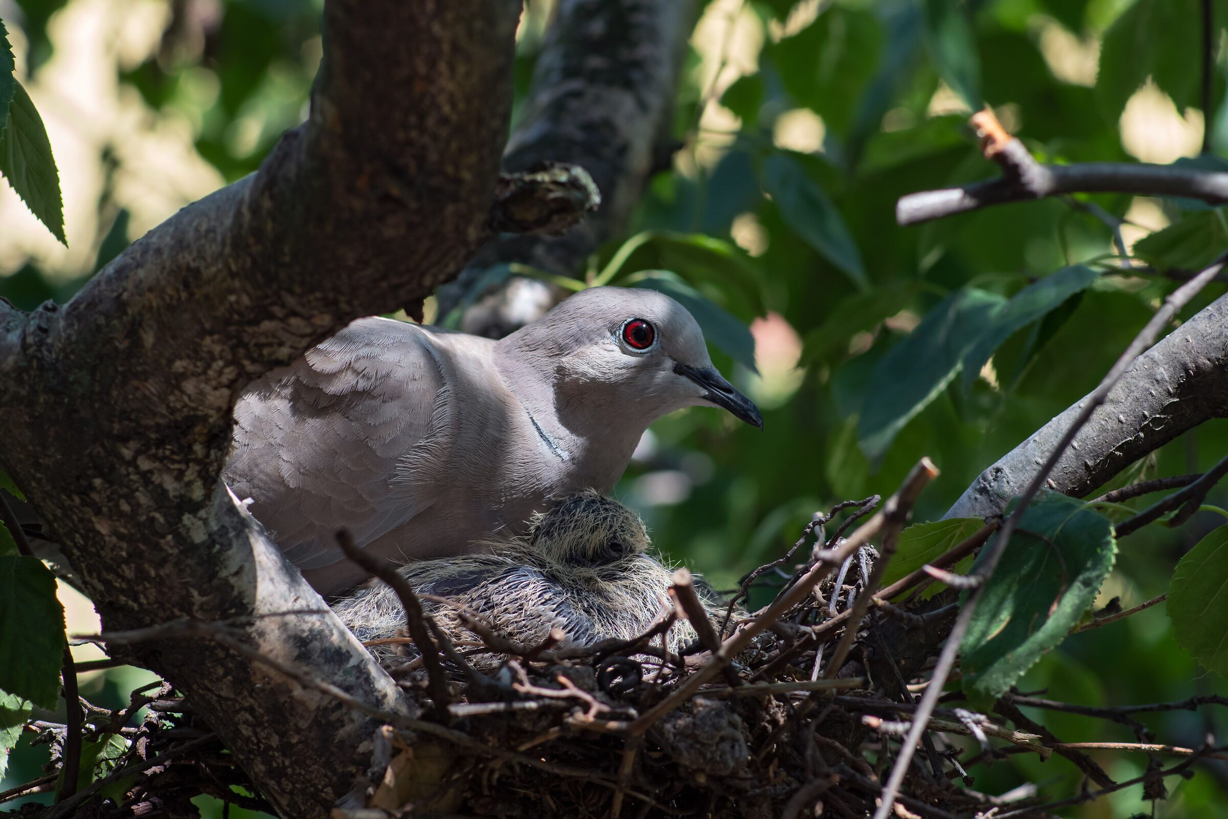 dove with chick