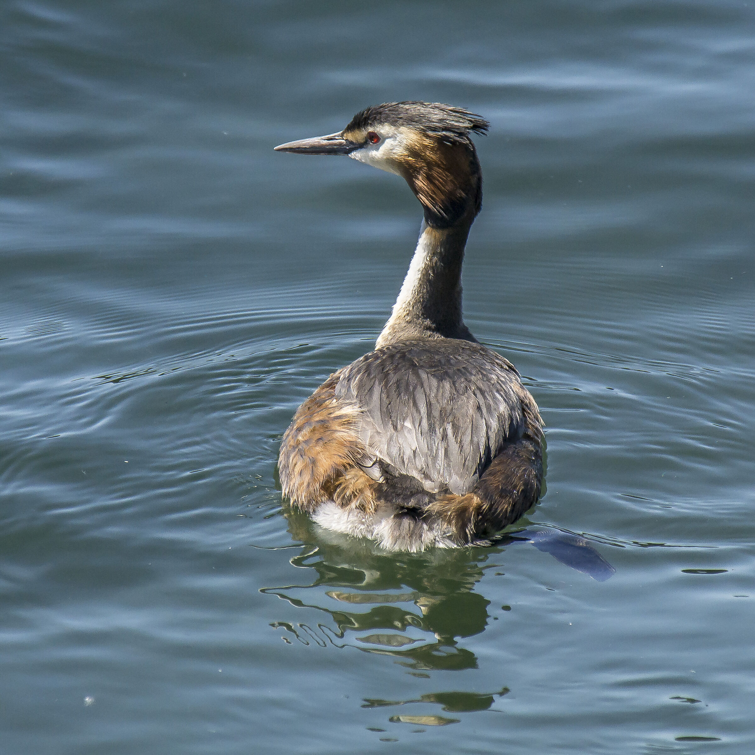 Svasso - Domenica 16 giugno 2019, 11:54.