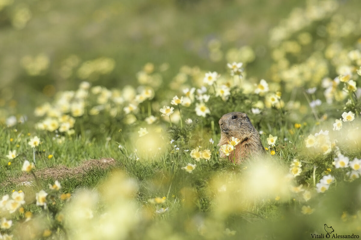 La marmotta e il suo giardino.....