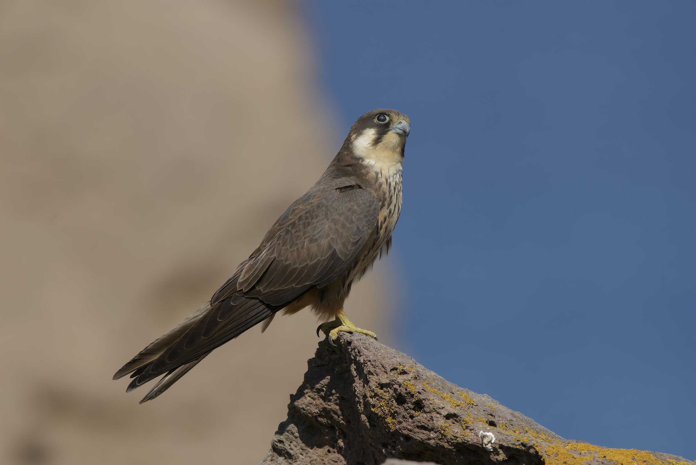 danger comes from above