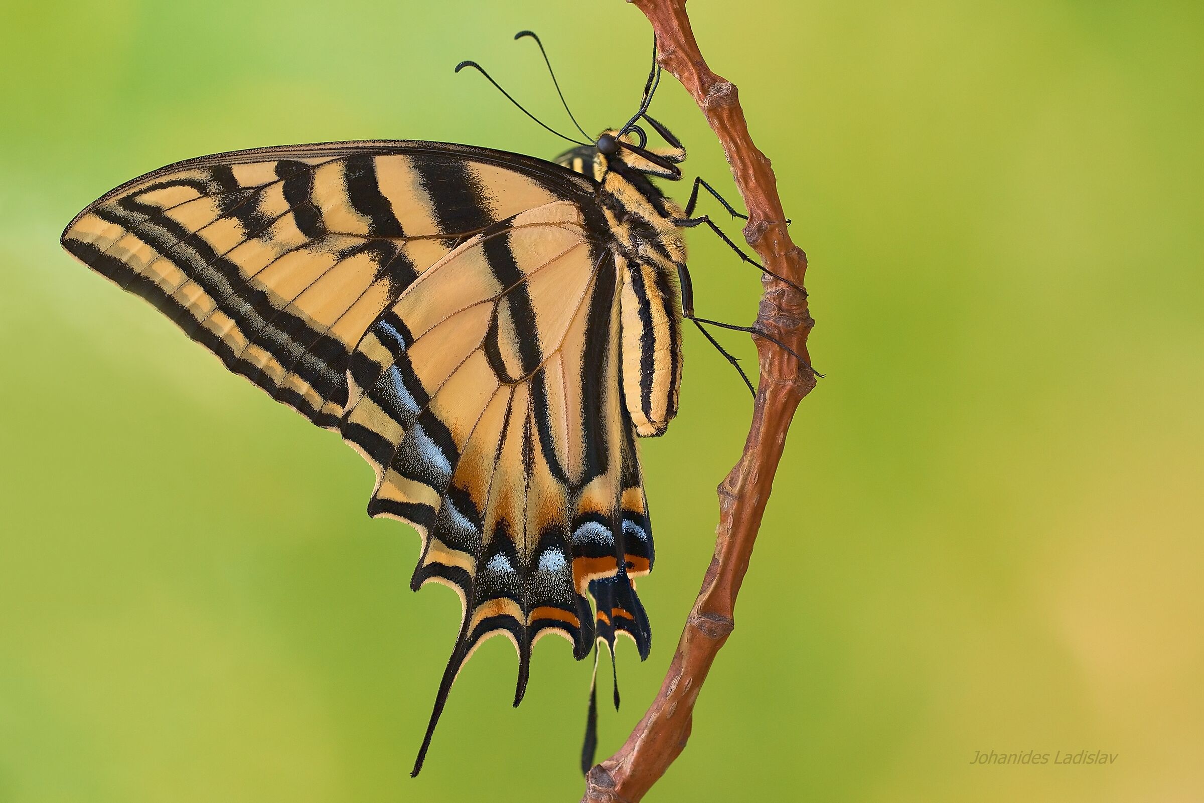 Papilio multicaudata