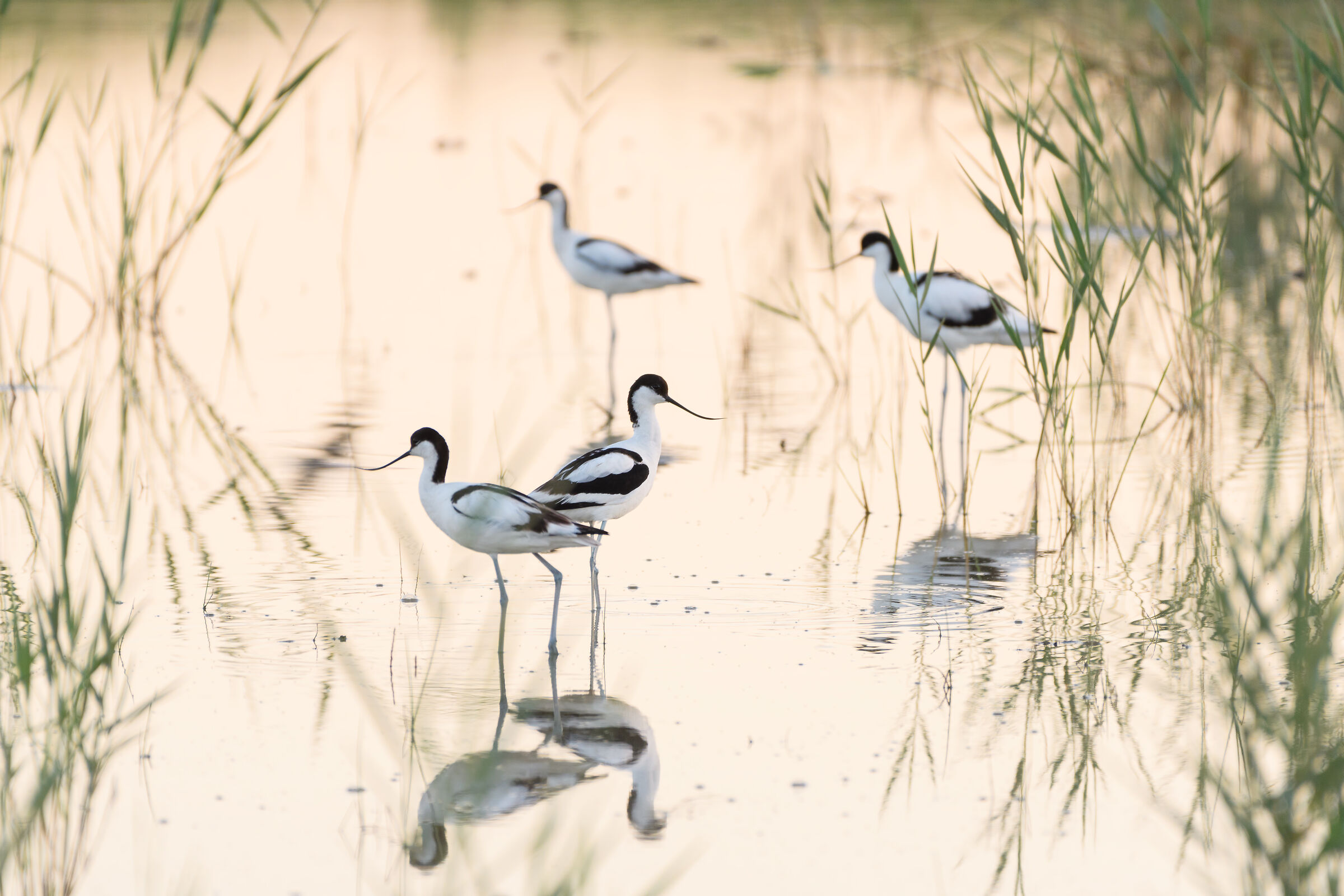 Gioco di Avocette
