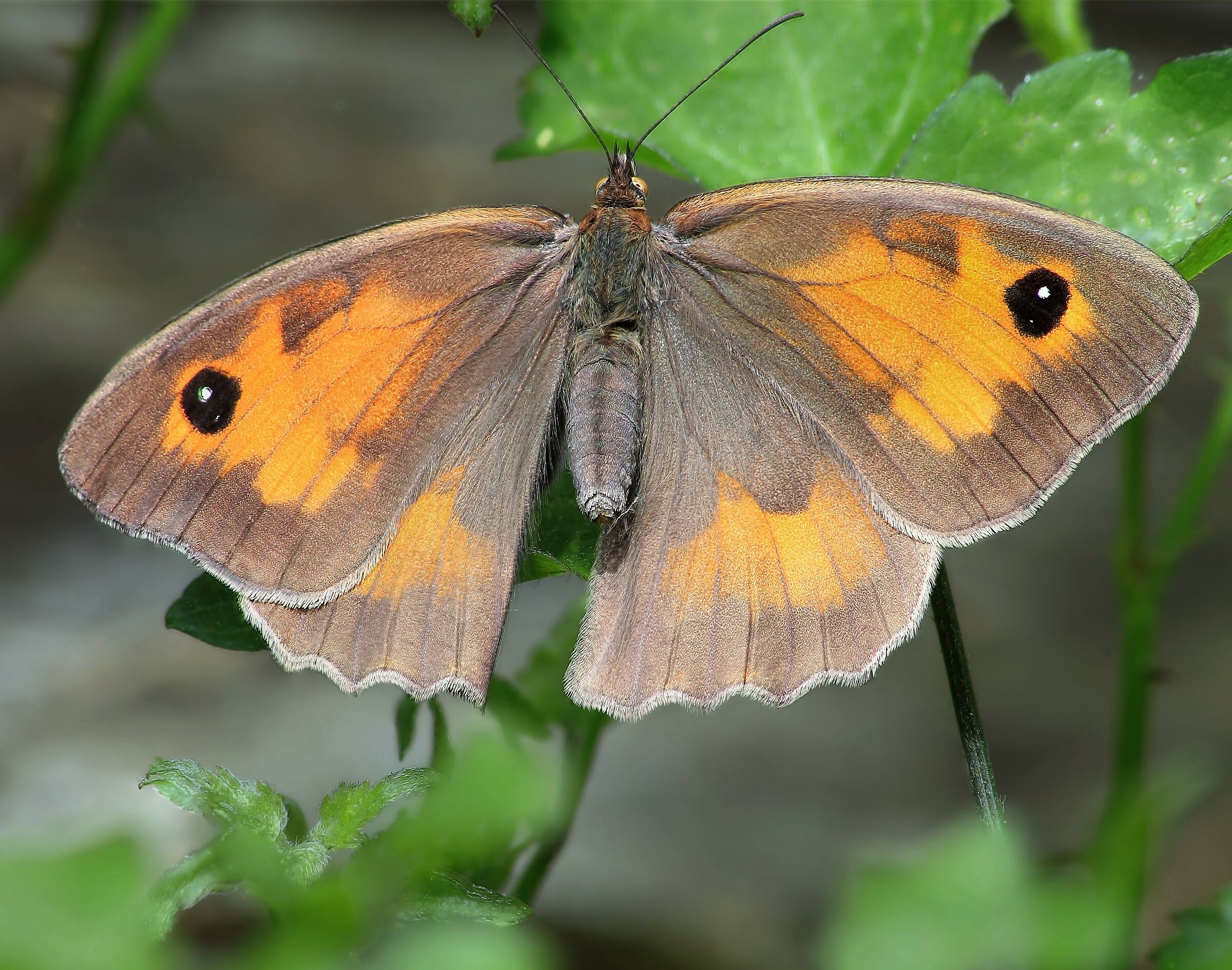 the title put it you