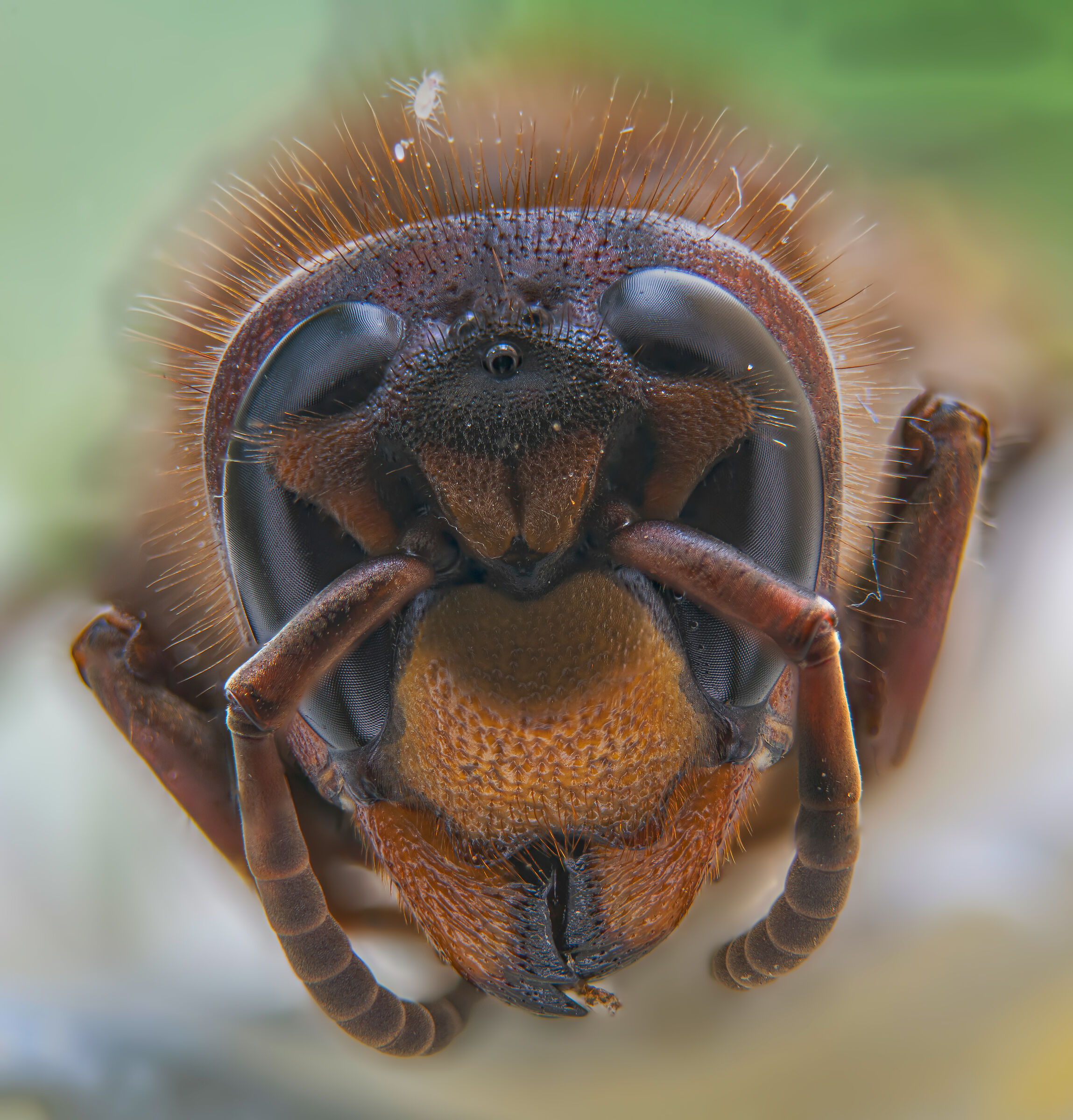 automatic focus stacking of D850-hornet