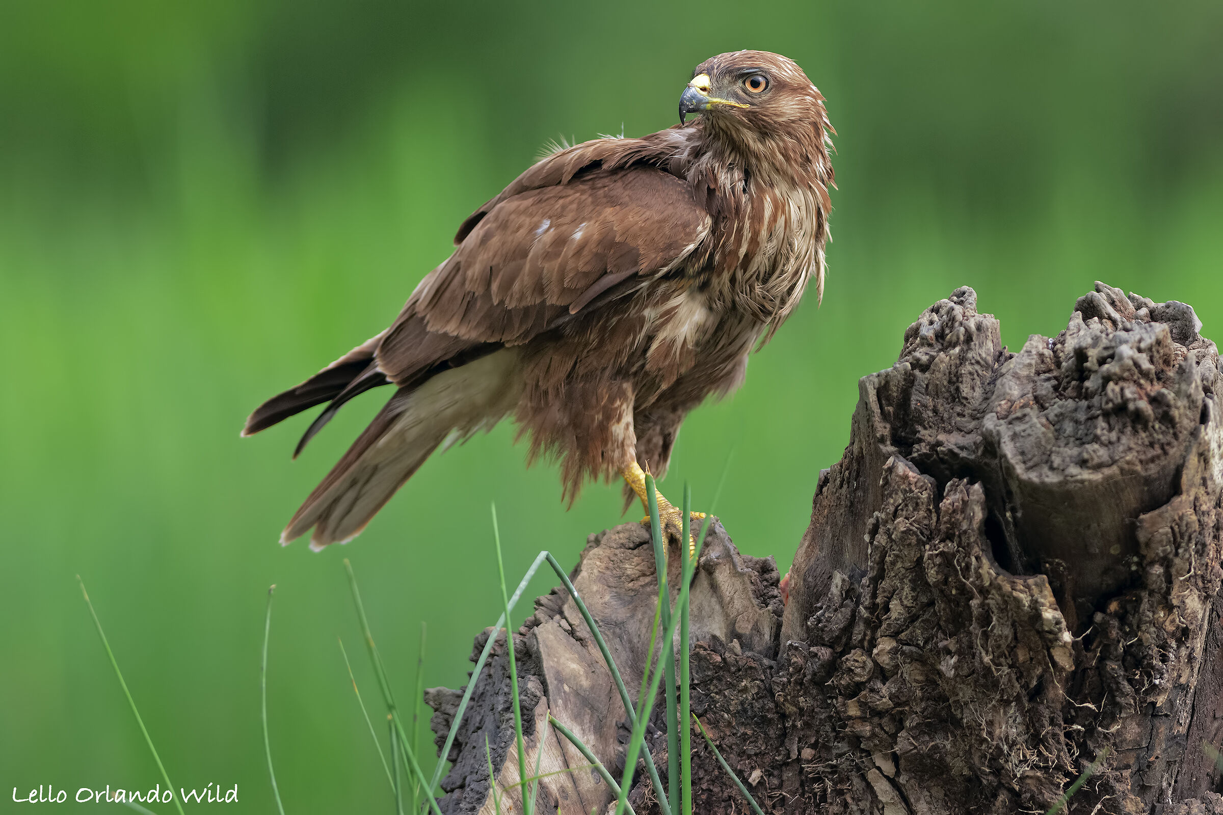 buzzard