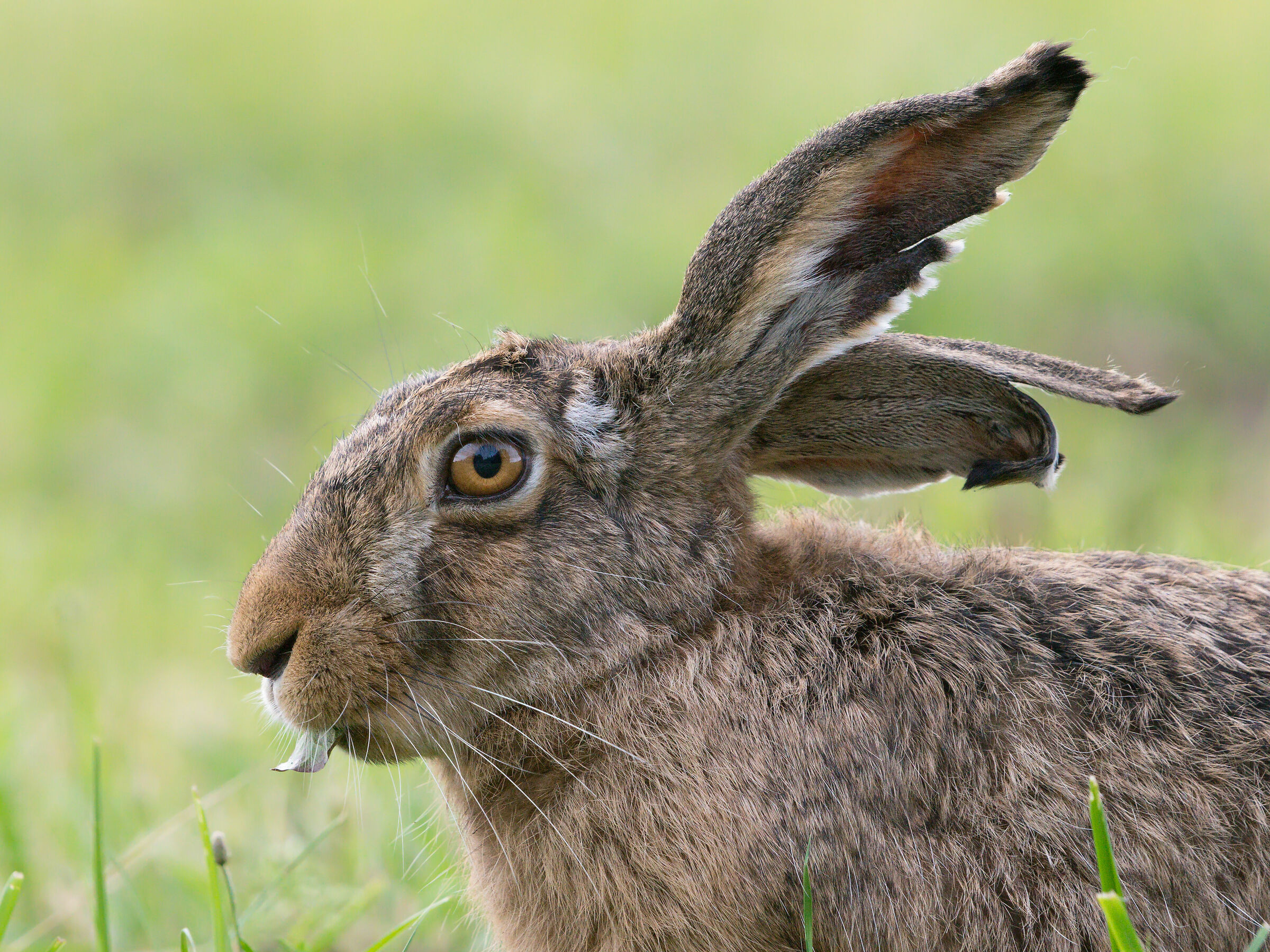 Lepre marrone (Lepus Europaeus)