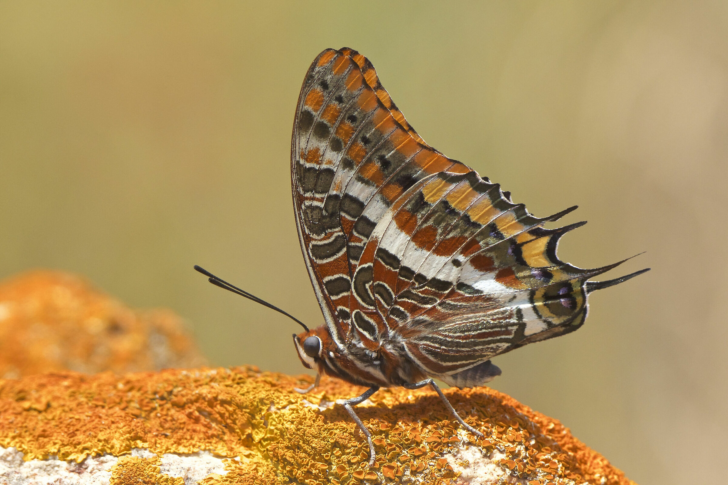 Charaxes jasius