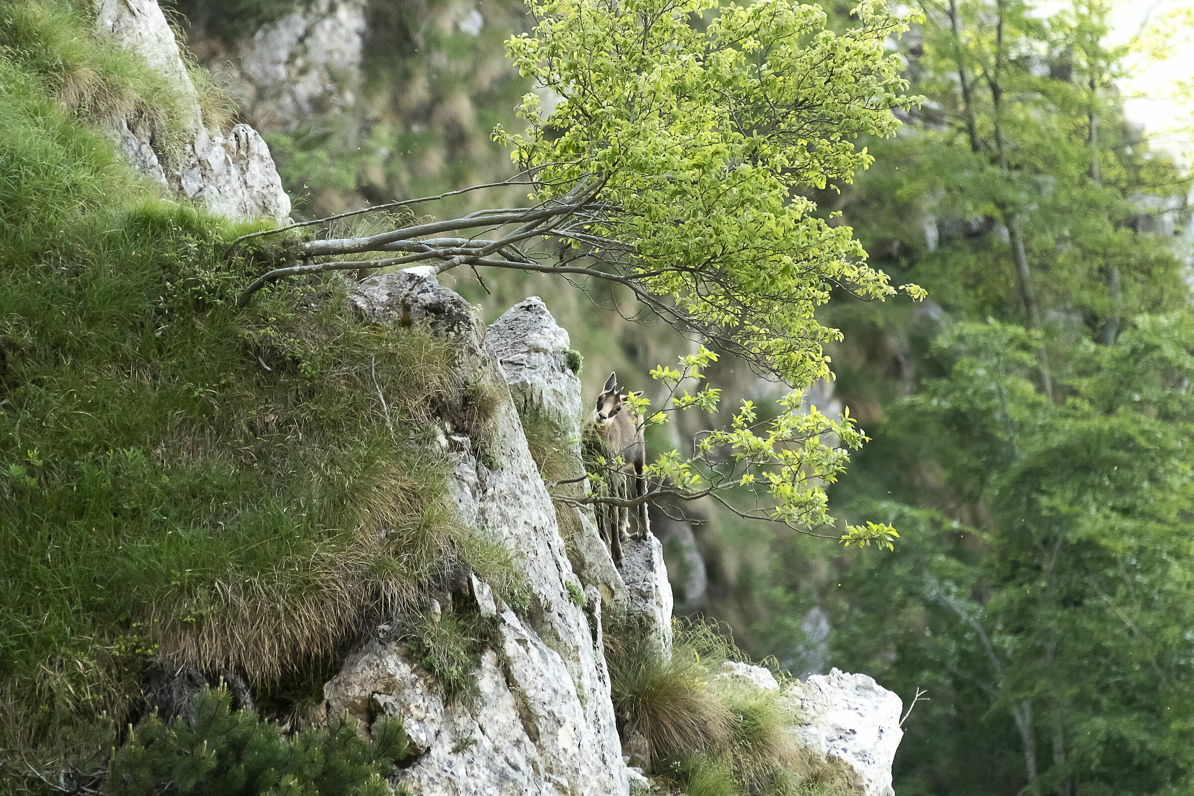 Chamois on the street of the 52 tunnels