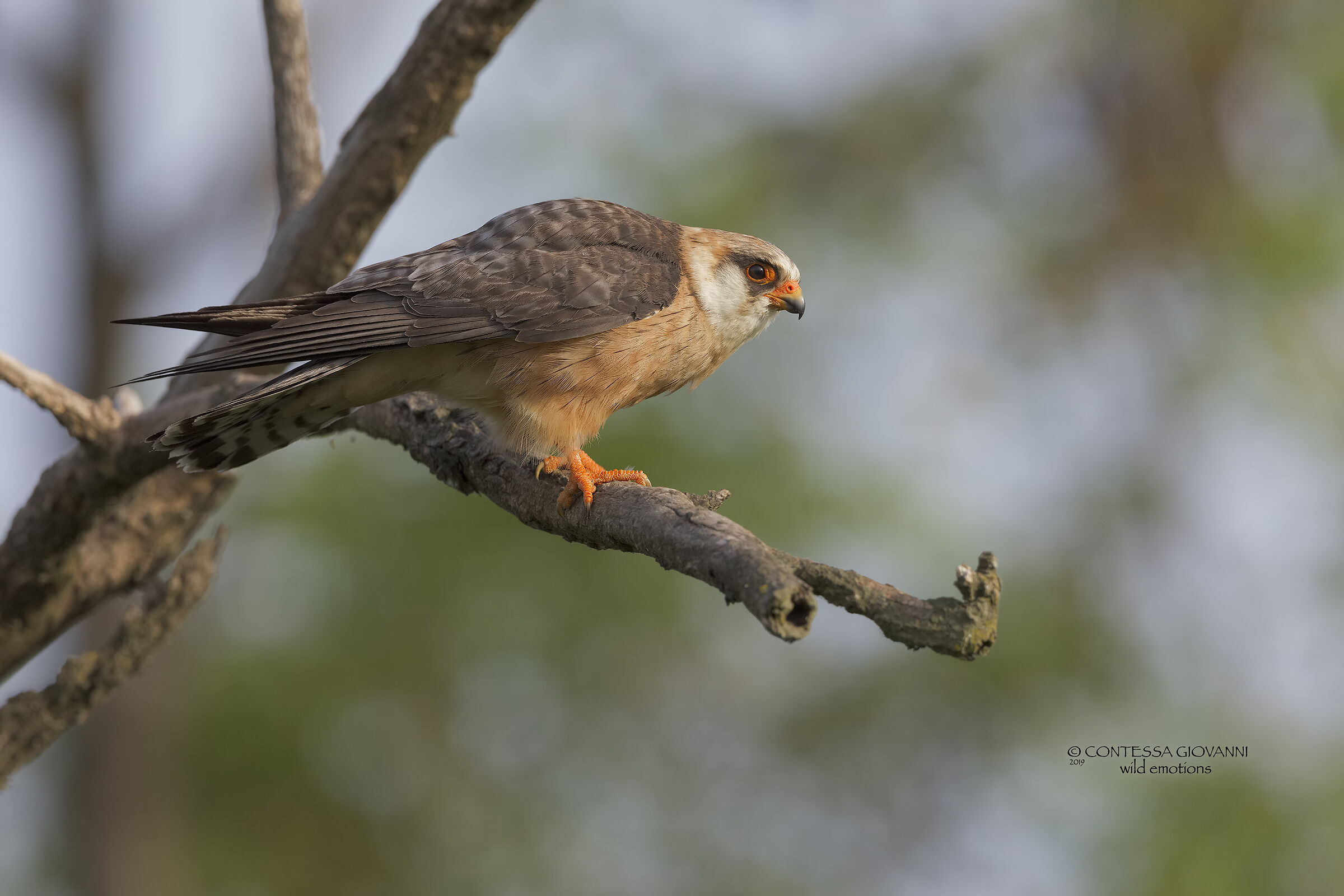 Falco cuculo femmina ...... prima luce del mattino  ...
