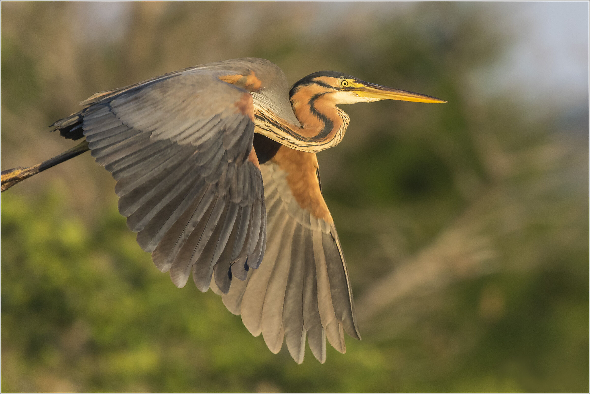 airone rosso in volo