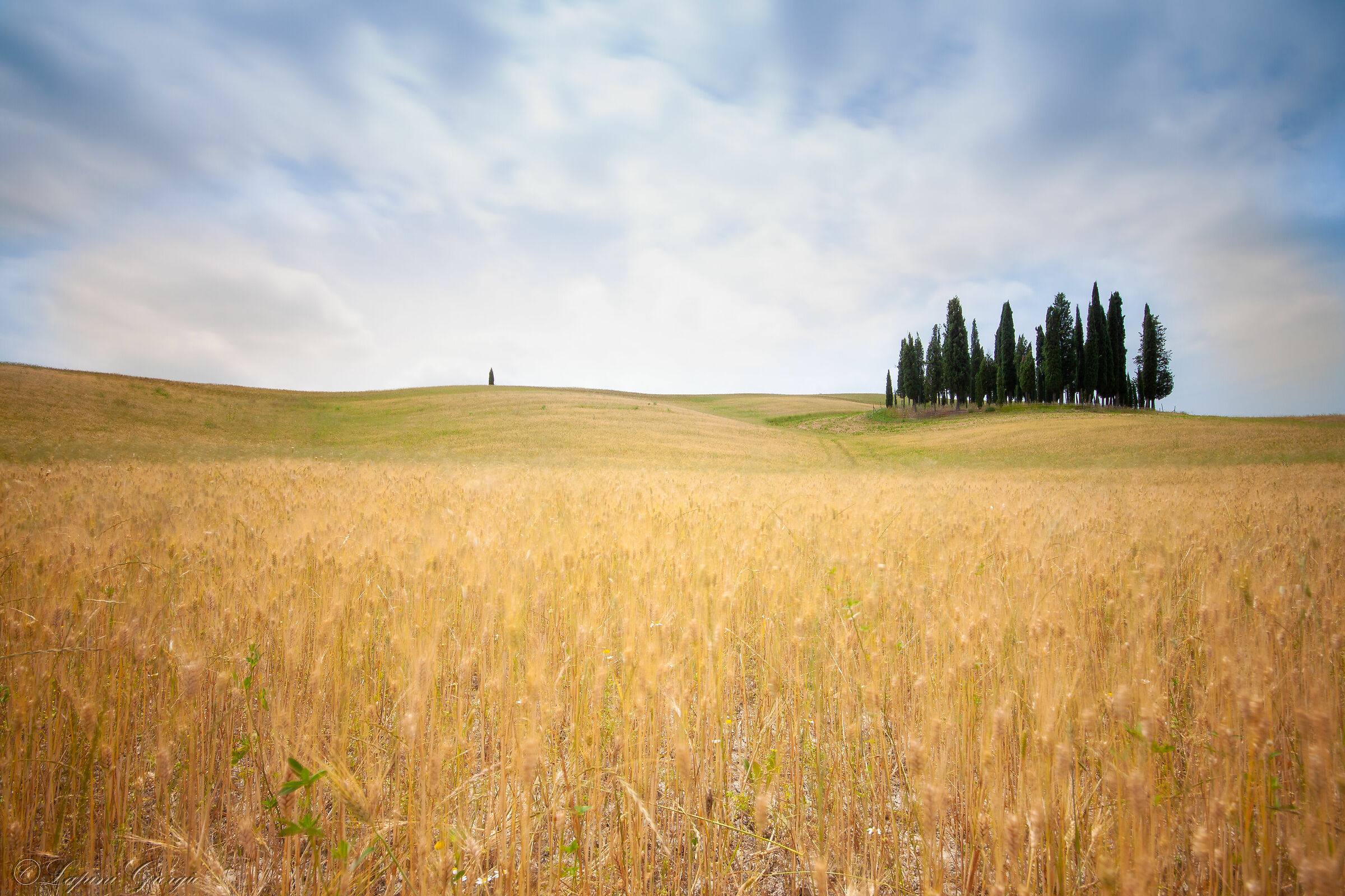 Cypress val d'orcia