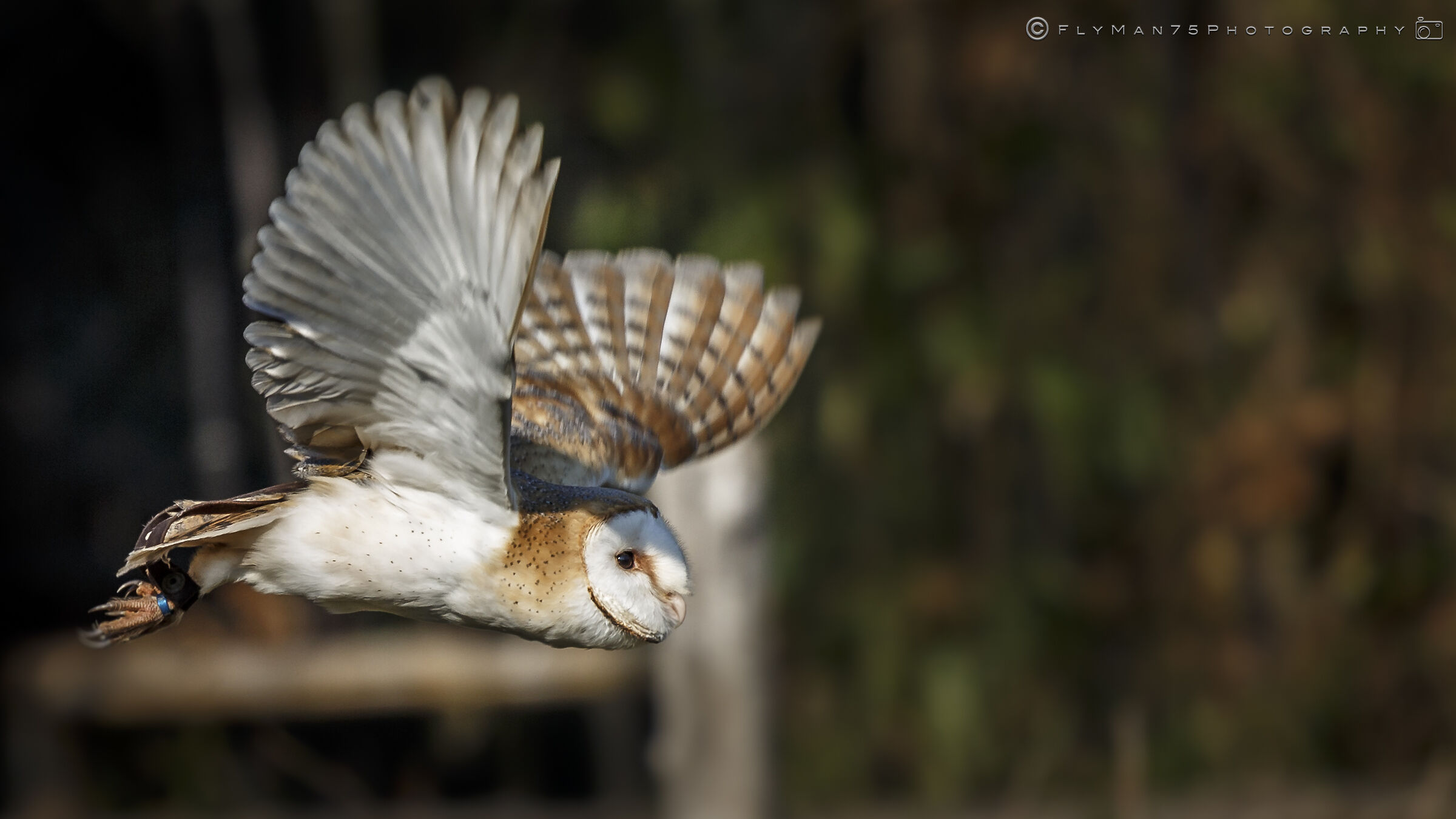Barbagianni - Oasi di Sant'Alessio (pv)