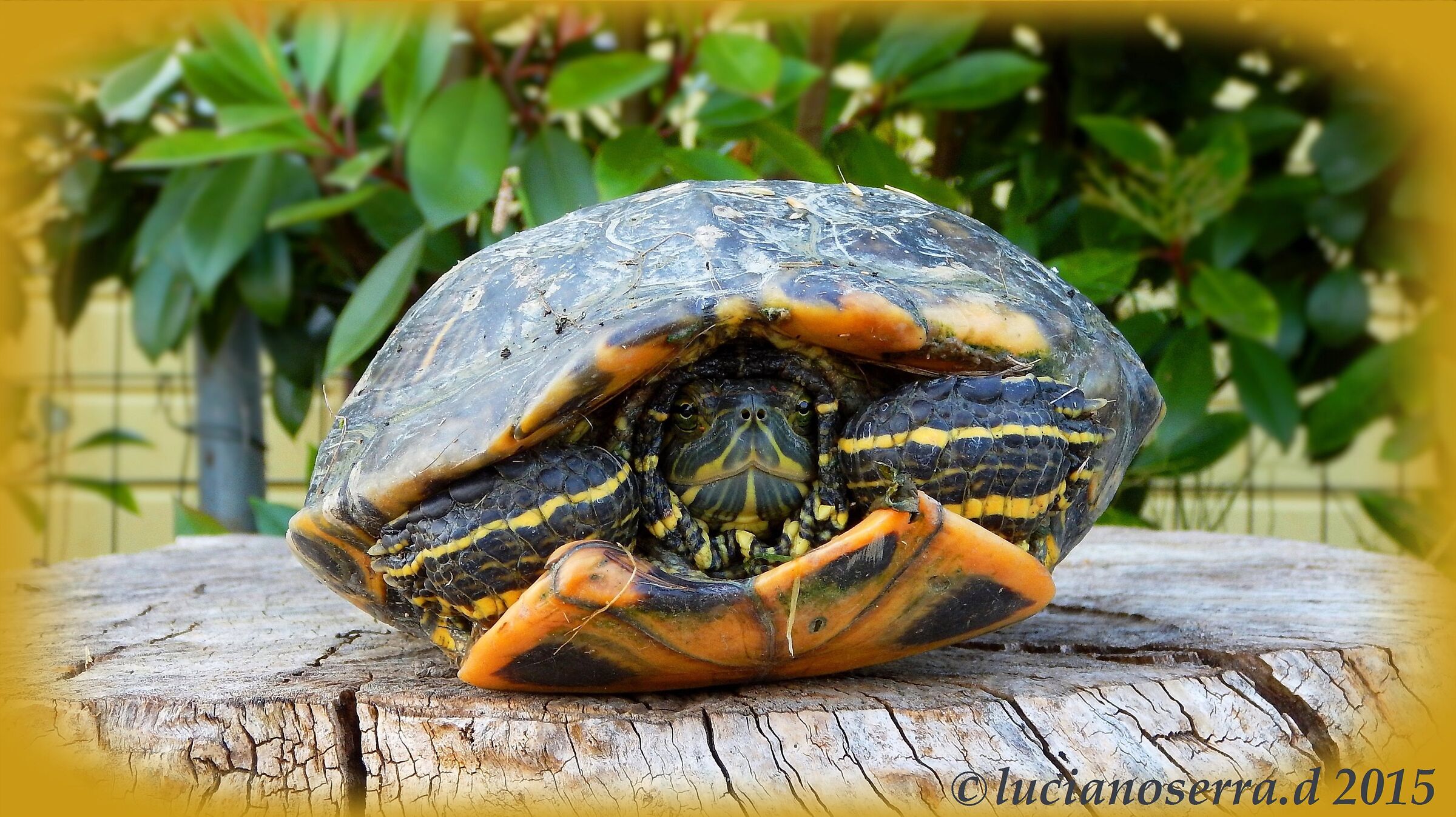 Tartaruga palustre americana... un po' timorosa