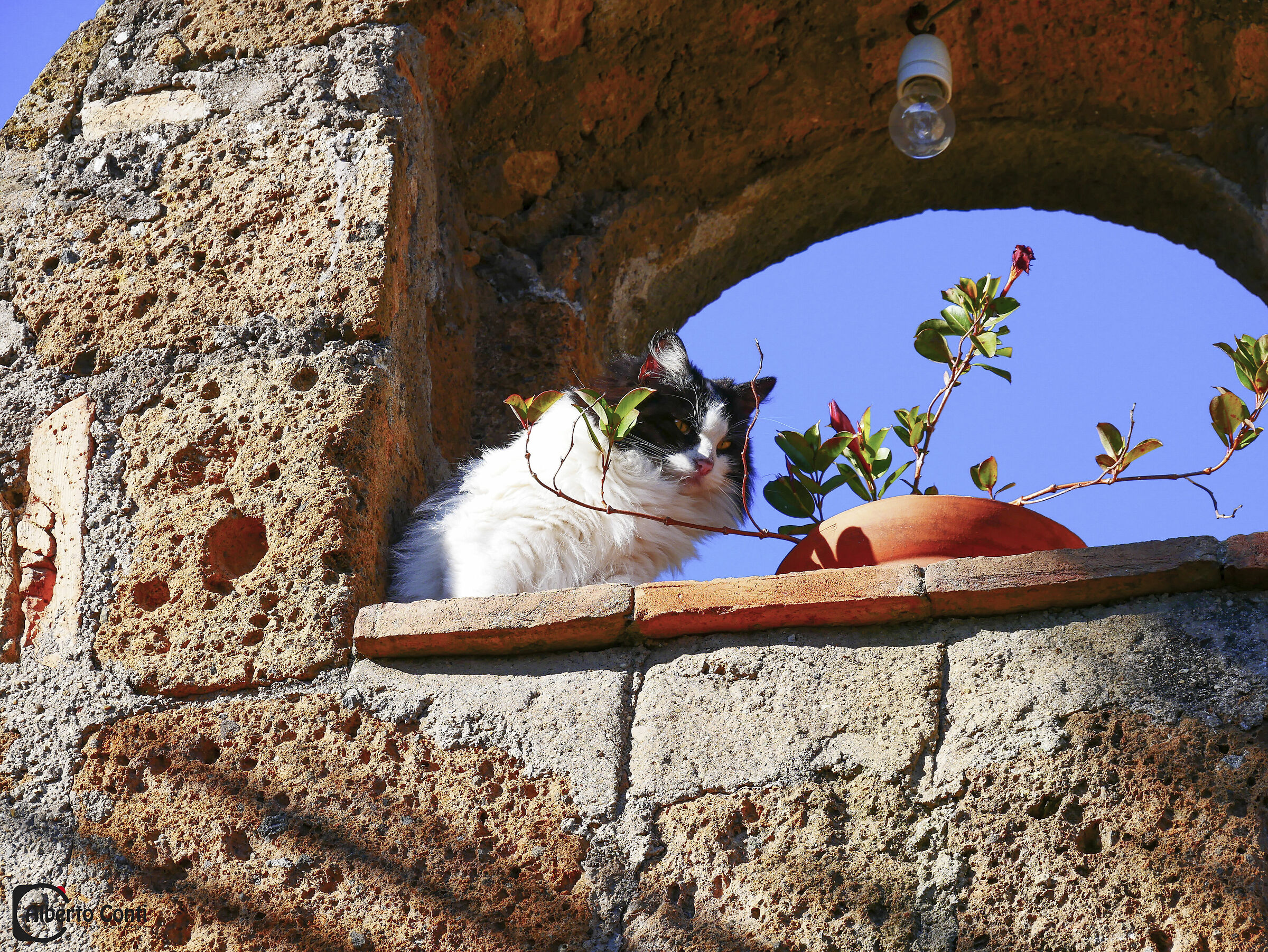 ... e io fotografo i gatti!!!