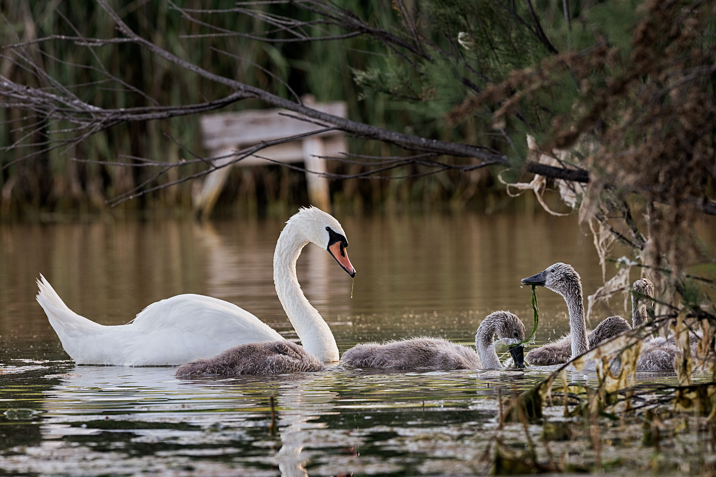 "Pranzo di Famiglia"
