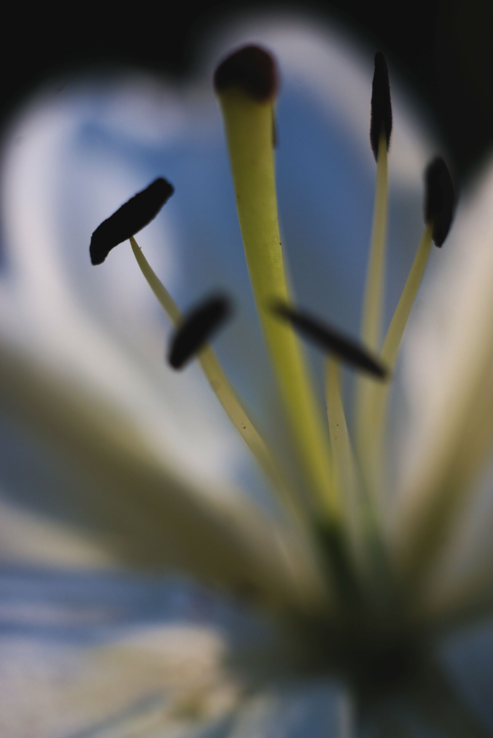 Giglio / Leitz Elmar 5cm f/3.5 1937