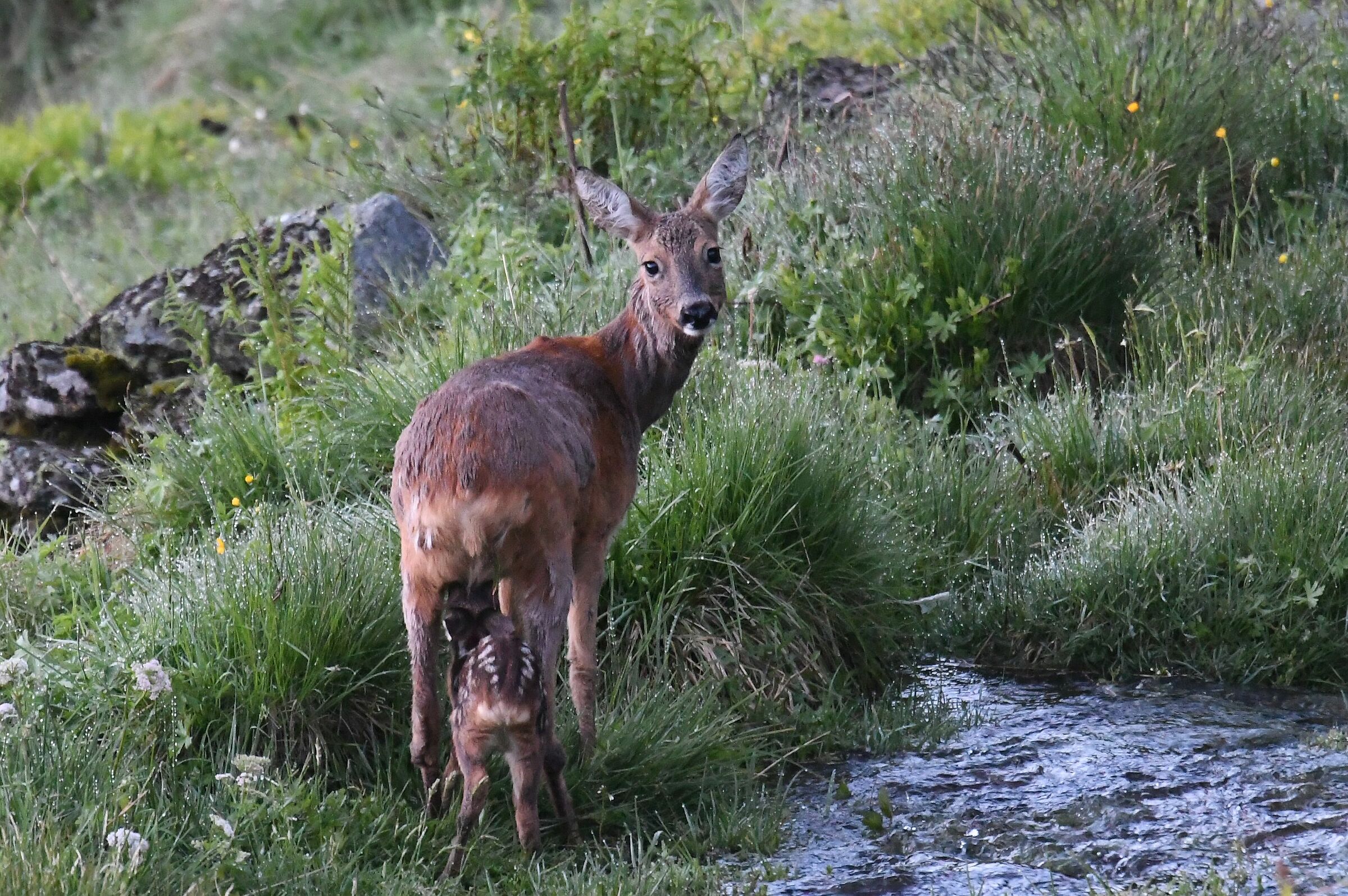 capriolo con cucciolo