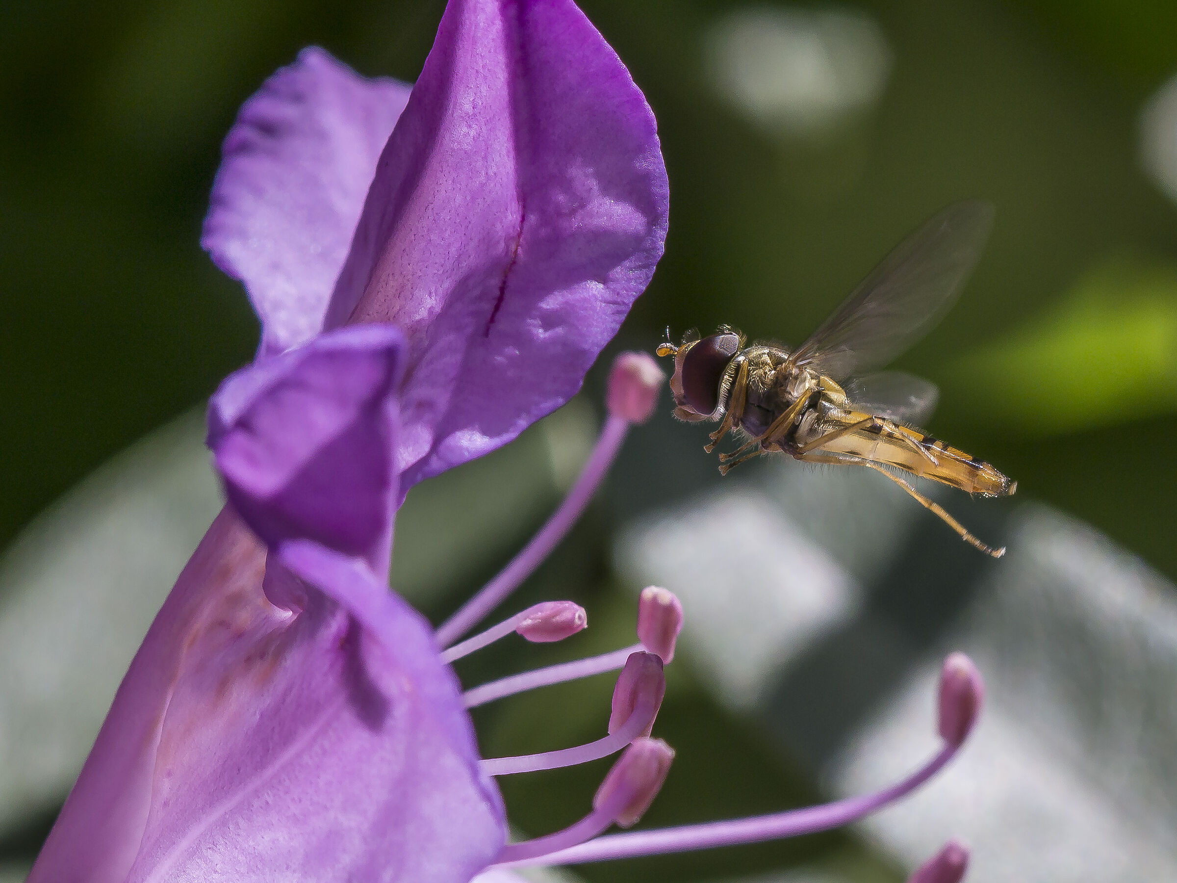 Rhododendron Catawbiense- 21 (con Episyrphus balteatus)