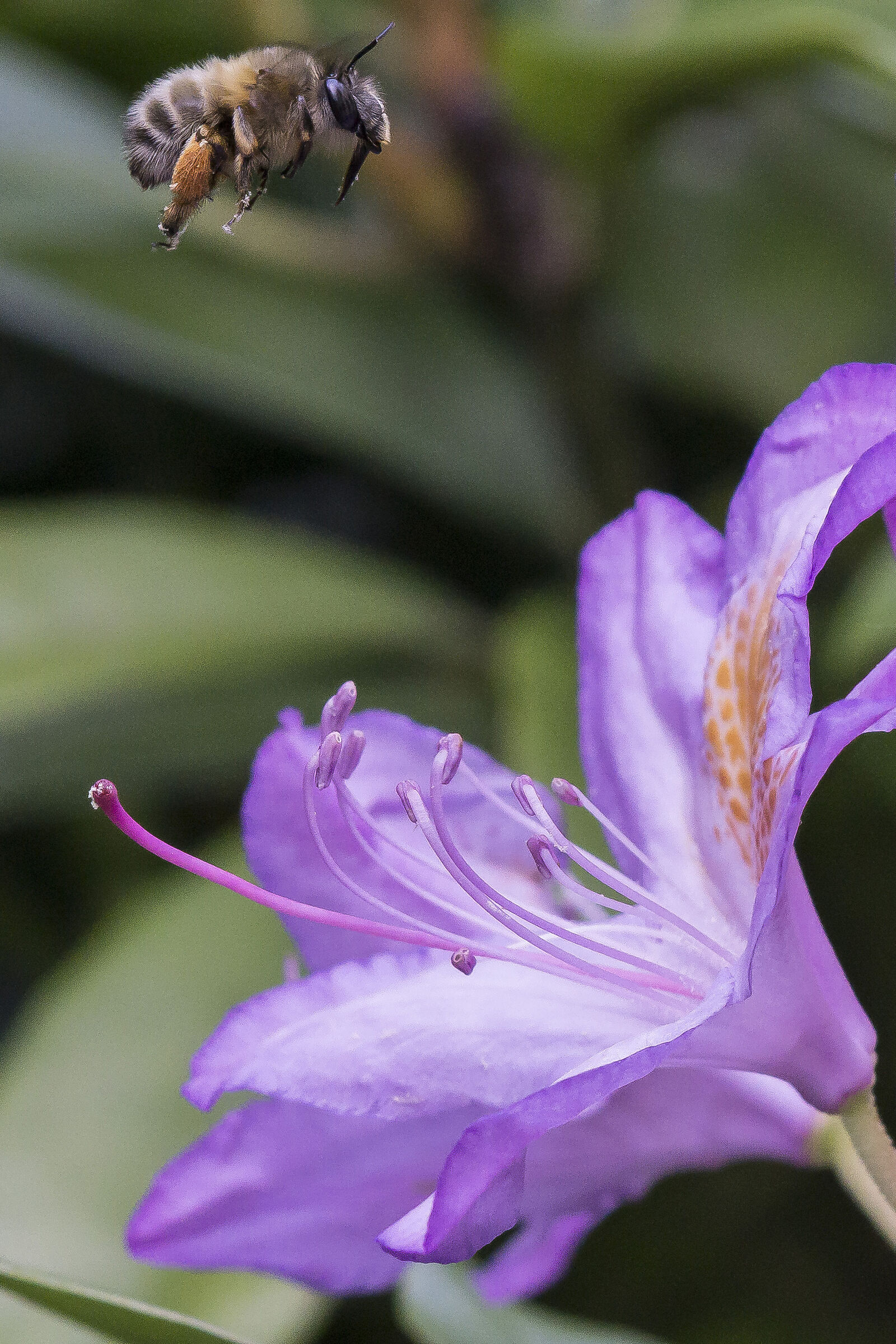 Rhododendron Catawbiense - 27 (con bombo)