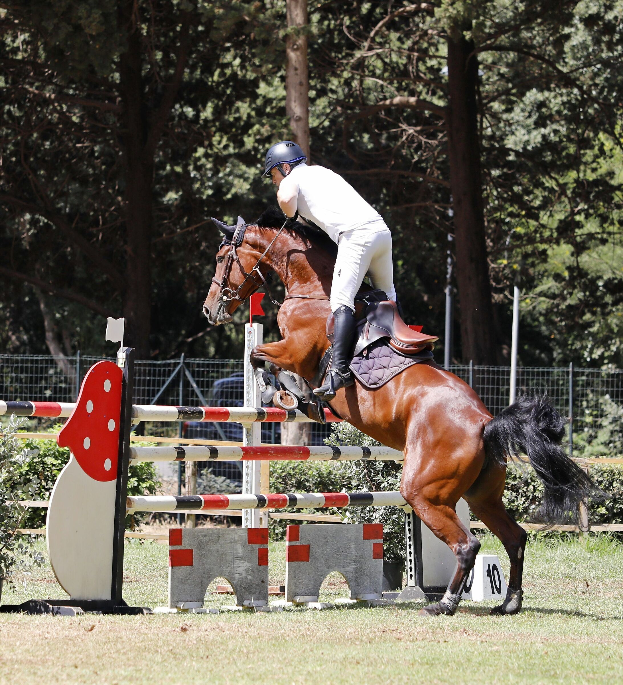 Concorso Ippico alla Favorita di Palermo 16 giugno 2019