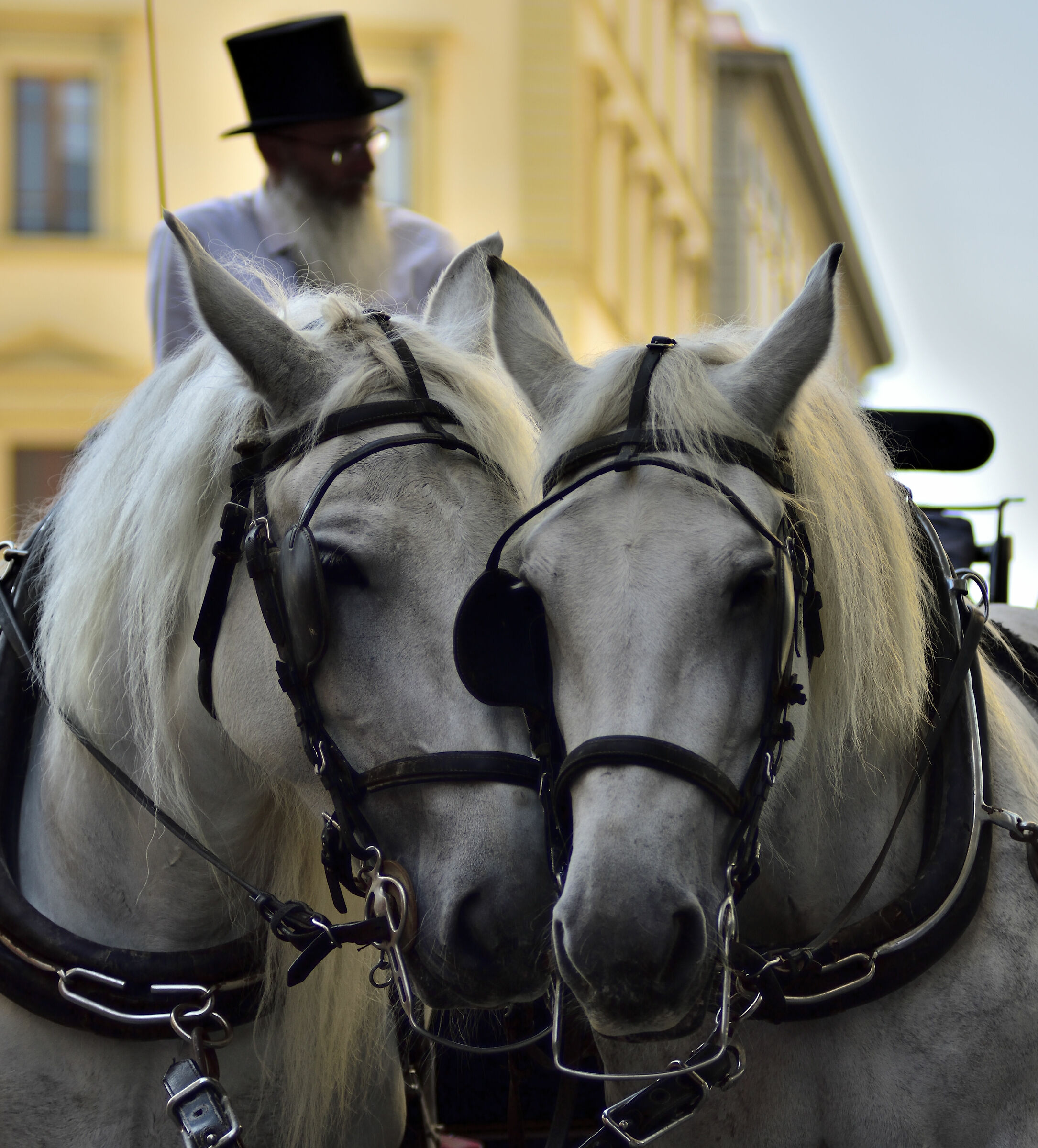 Two hearts... and a coachman