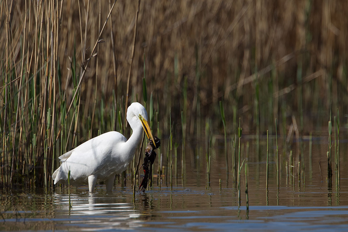 Airone maggiore con gambero