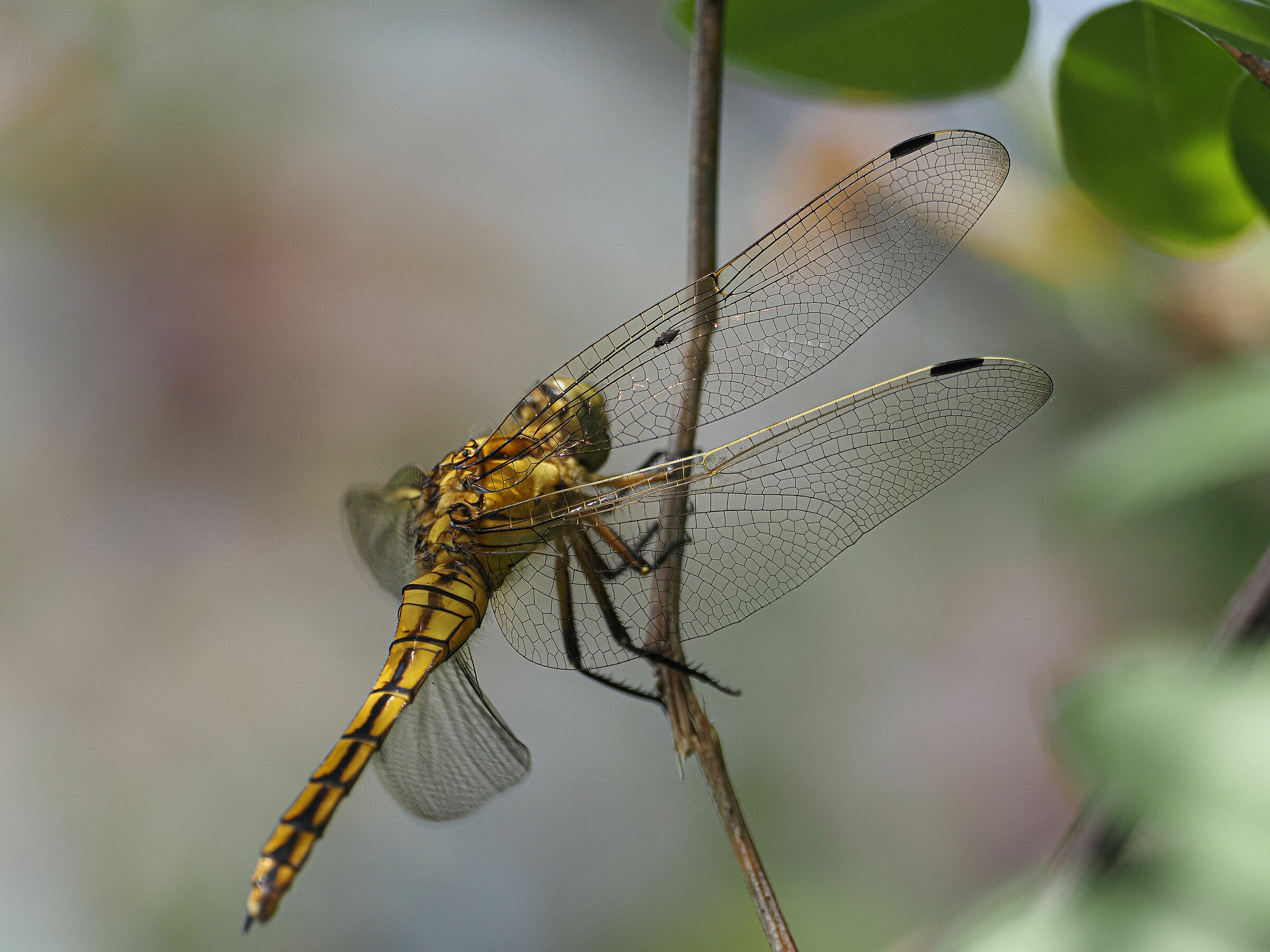 Dragonfly