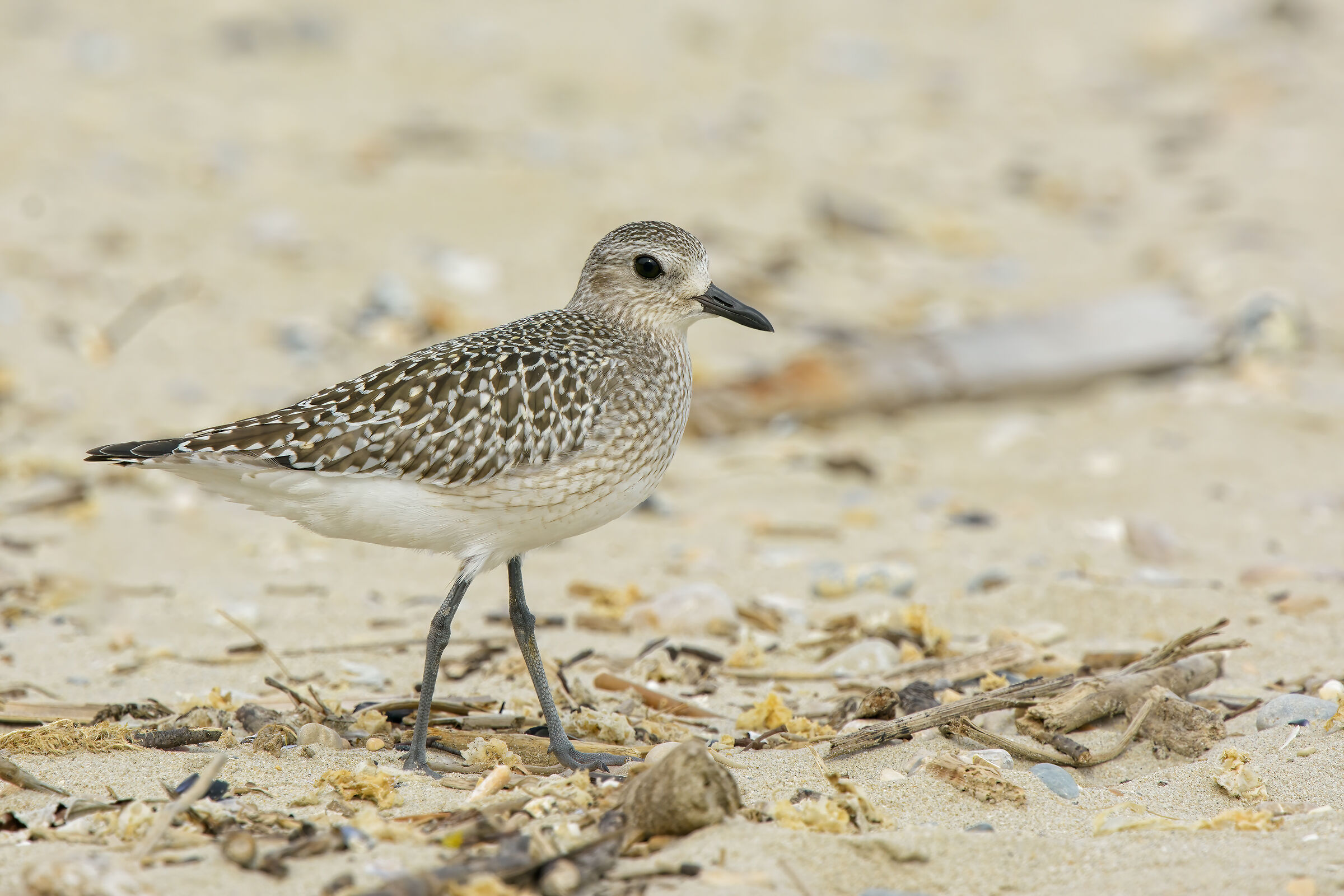 Pivieressa (Pluvialis squatarola)