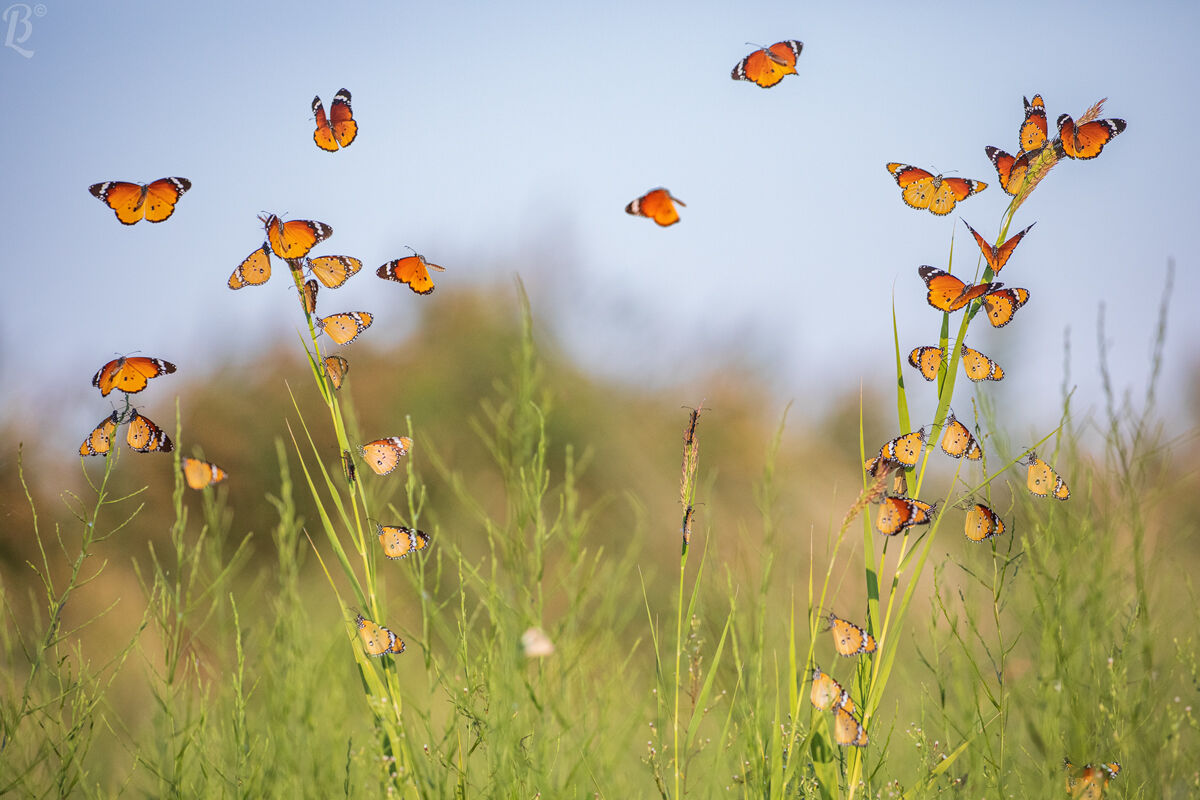 Danaus chrysippus