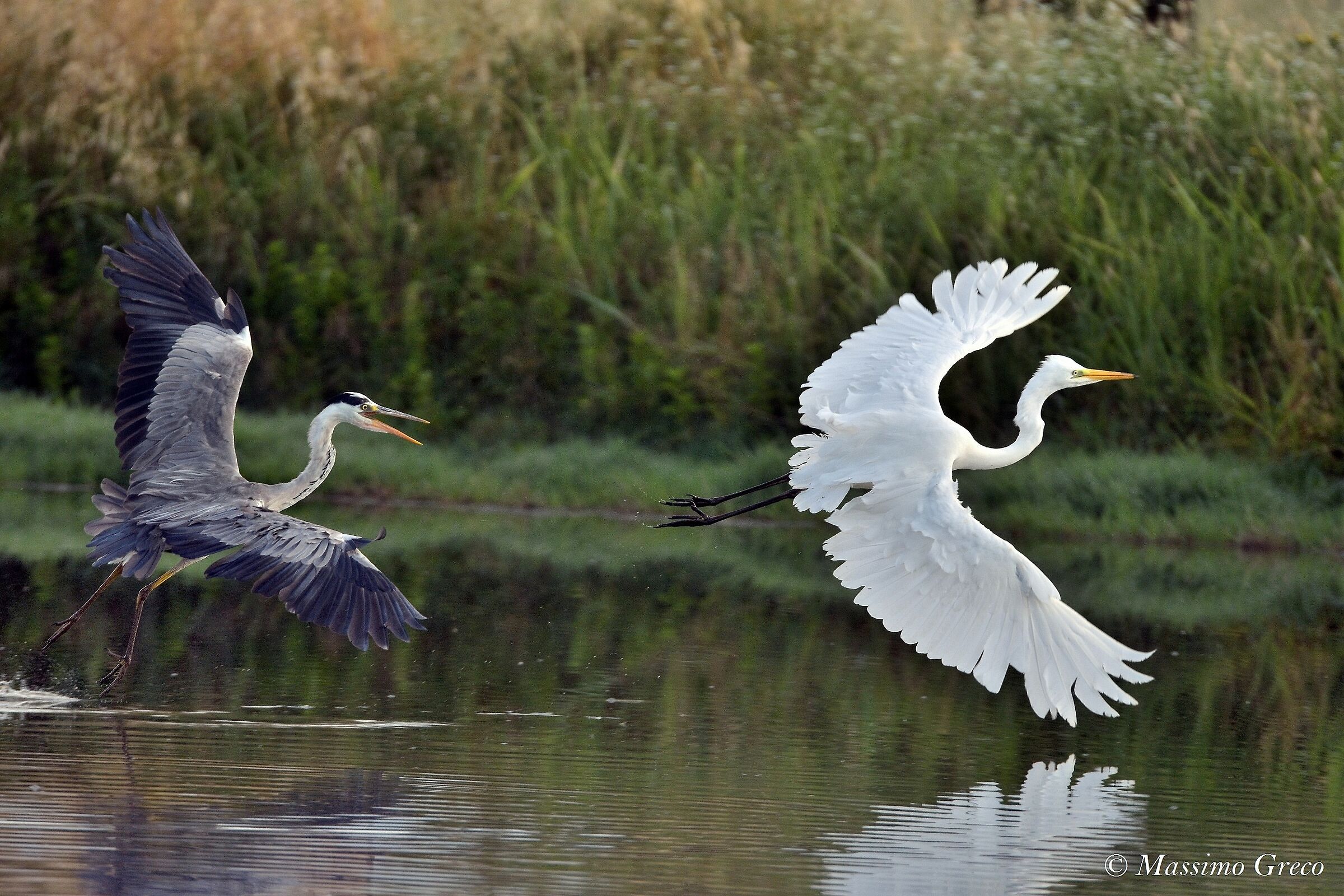 Airone cenerino in mobbing su airone bianco maggiore