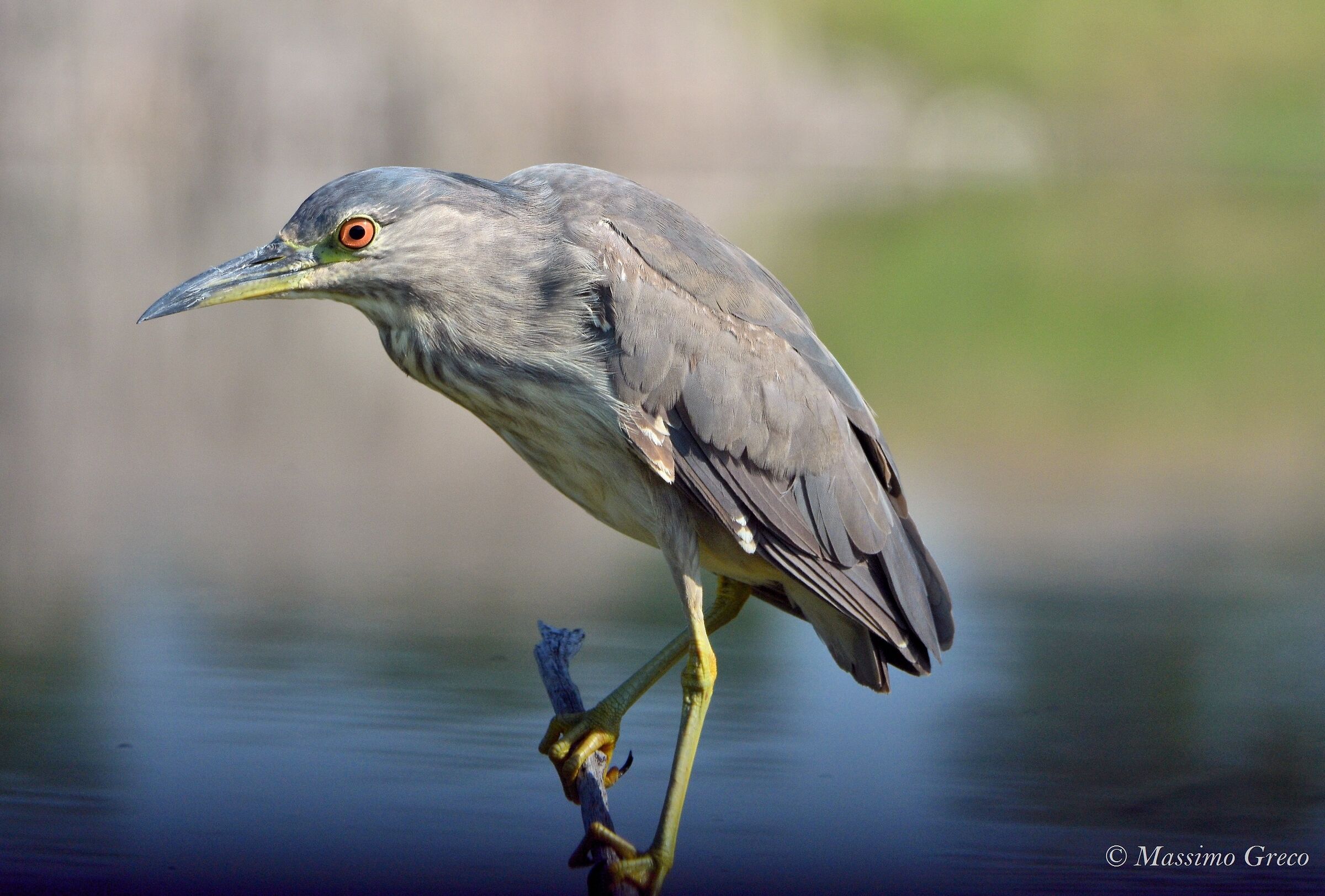 Nitticora (Nycticorax nycticorax)
