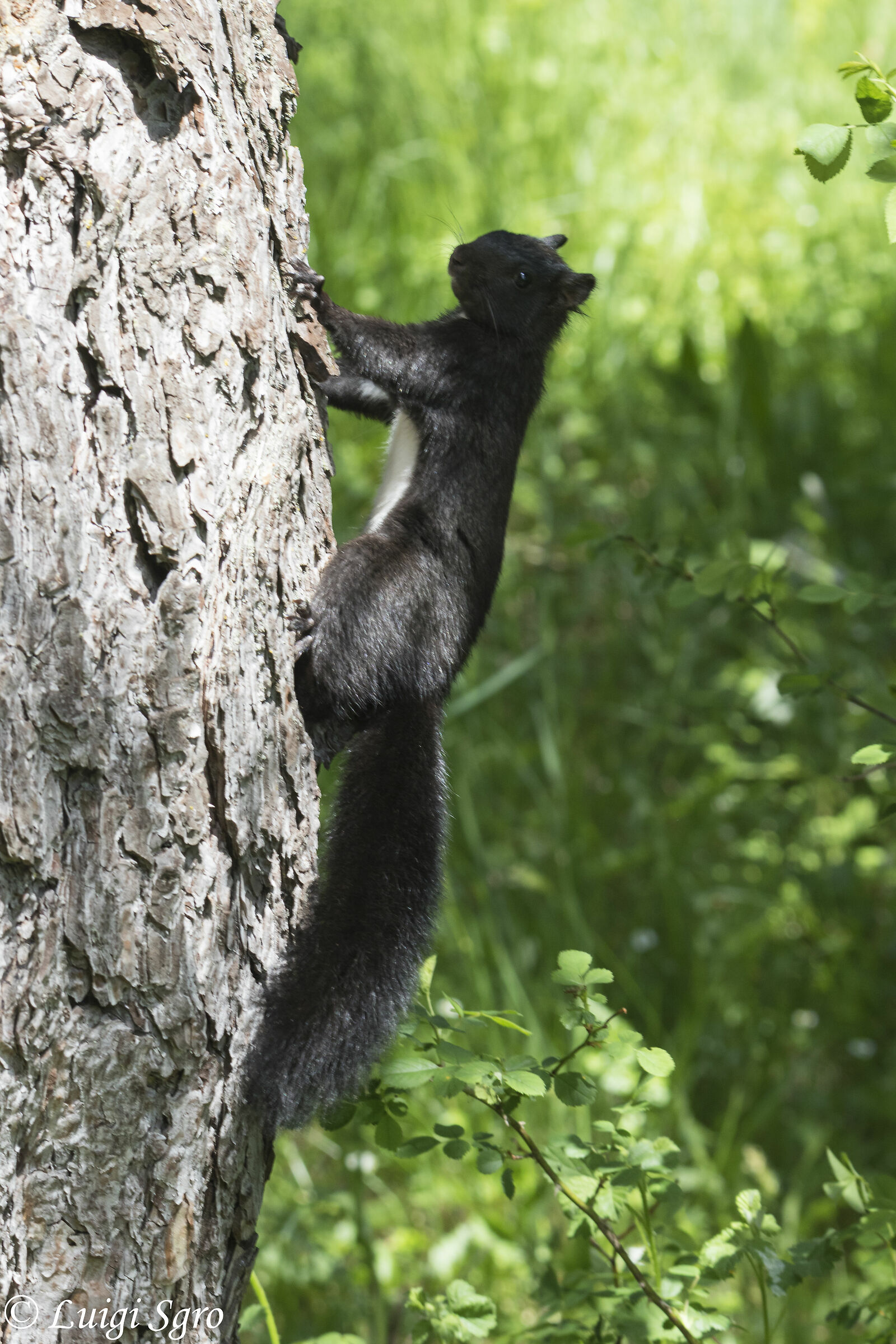 Scoiattolo Meridionale