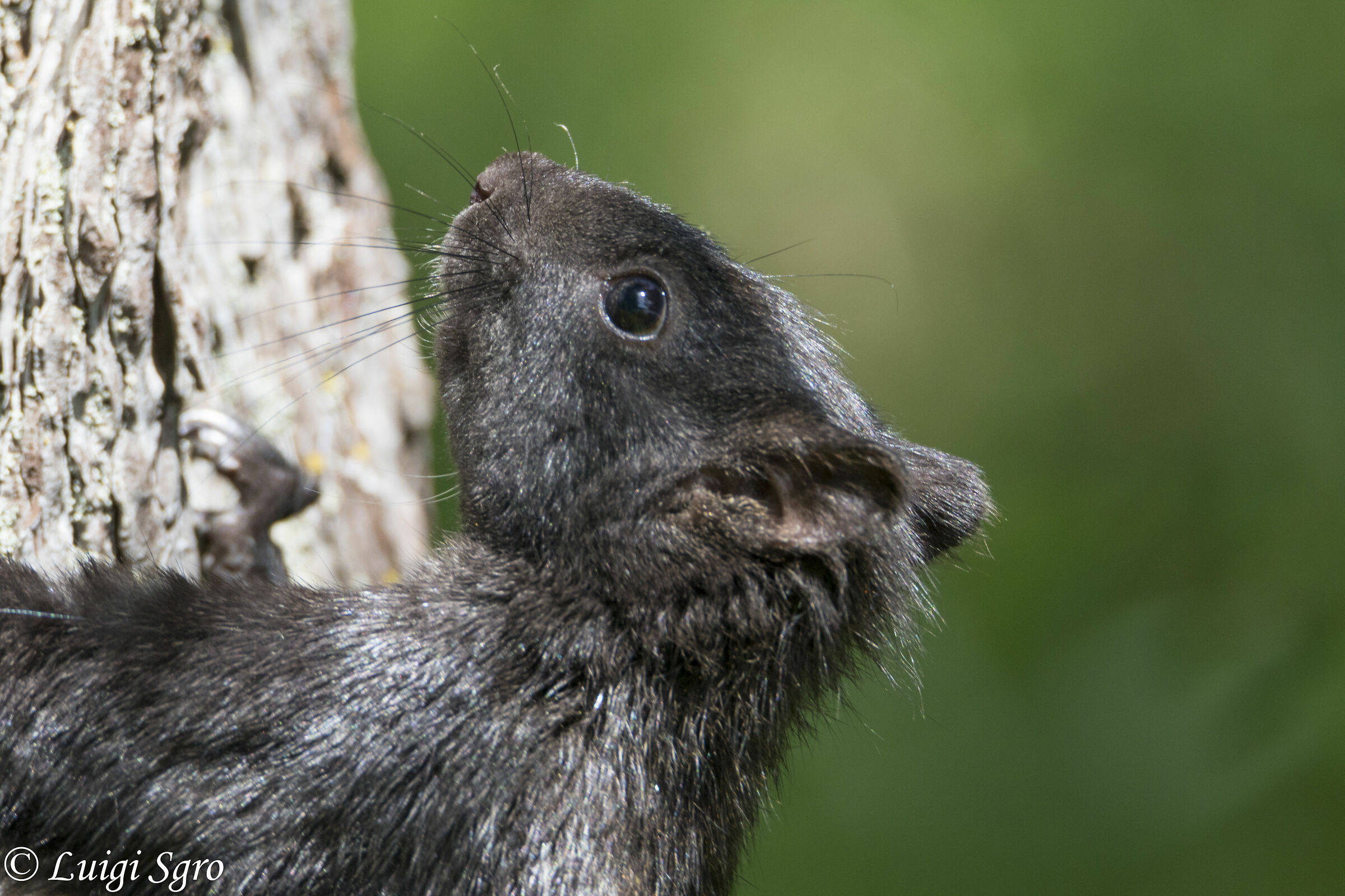 Sciurus Meridionalis