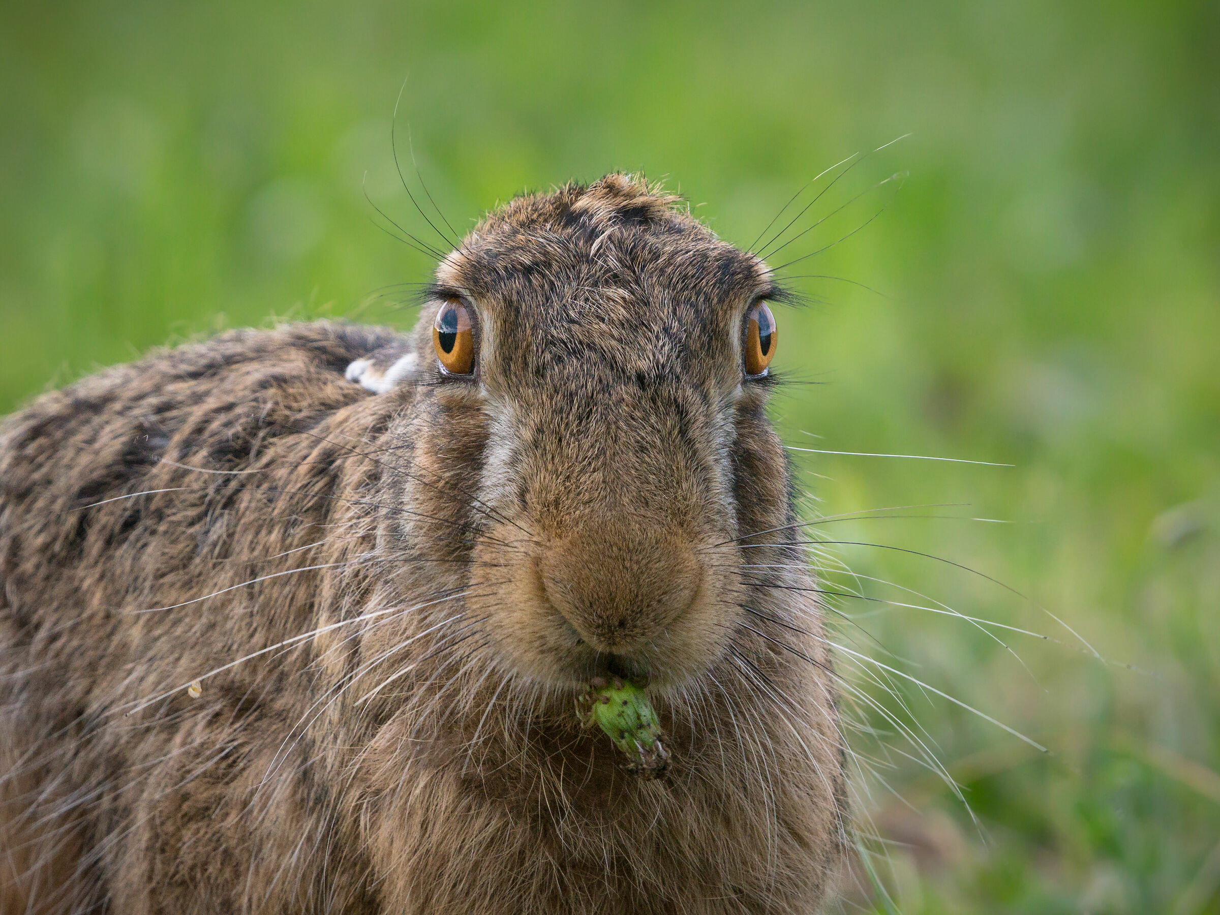Brown hare (Lepus Europaeus)