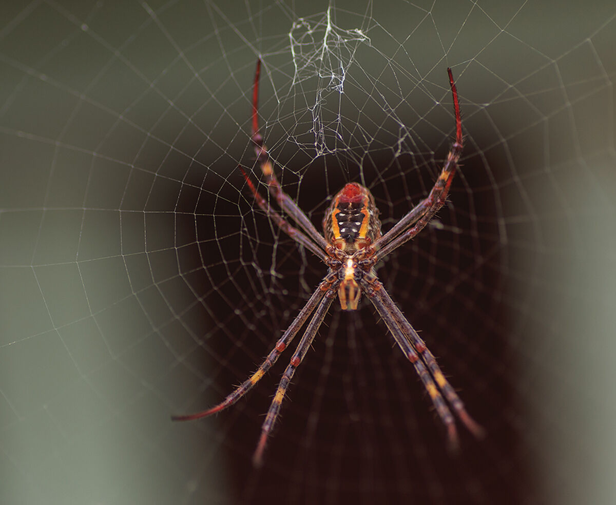 A female StAndrews Cross spider.
