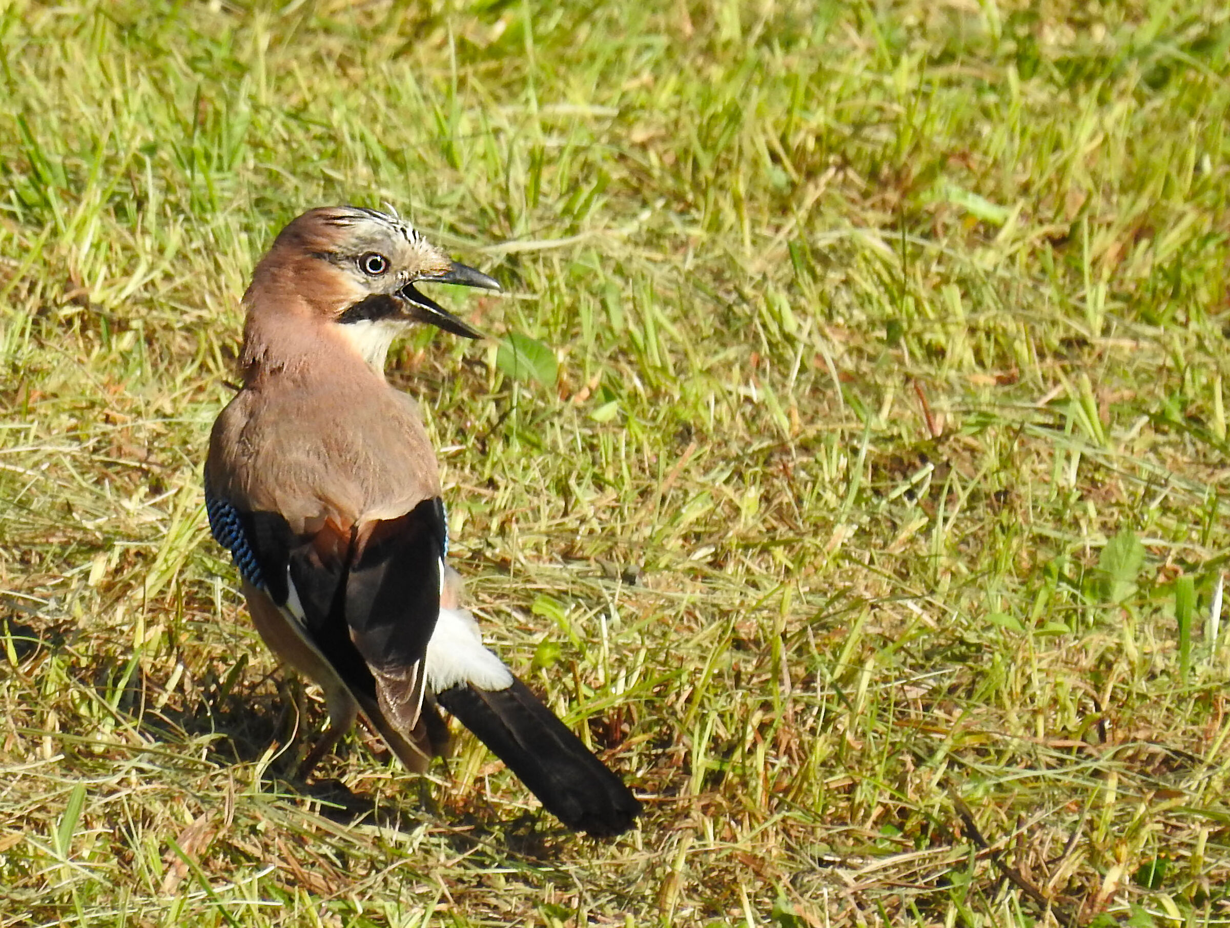 ghiandaia assetata a 85 mt.