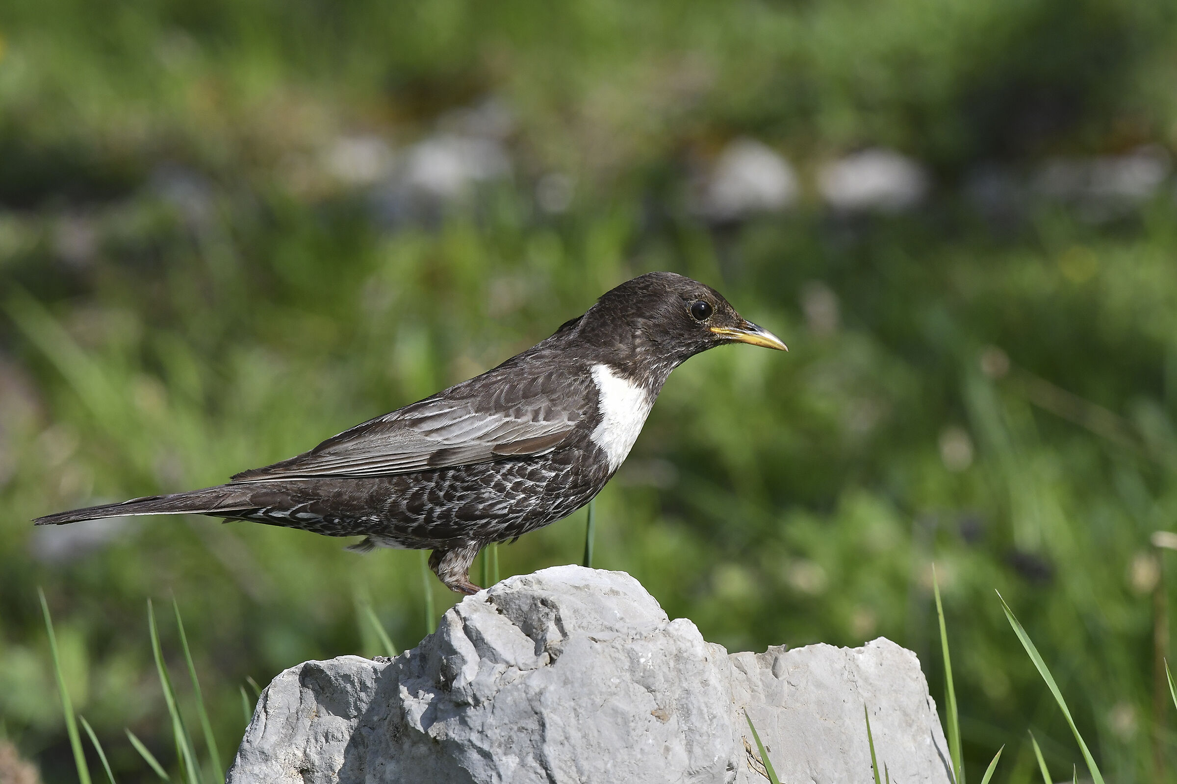 collared blackbird