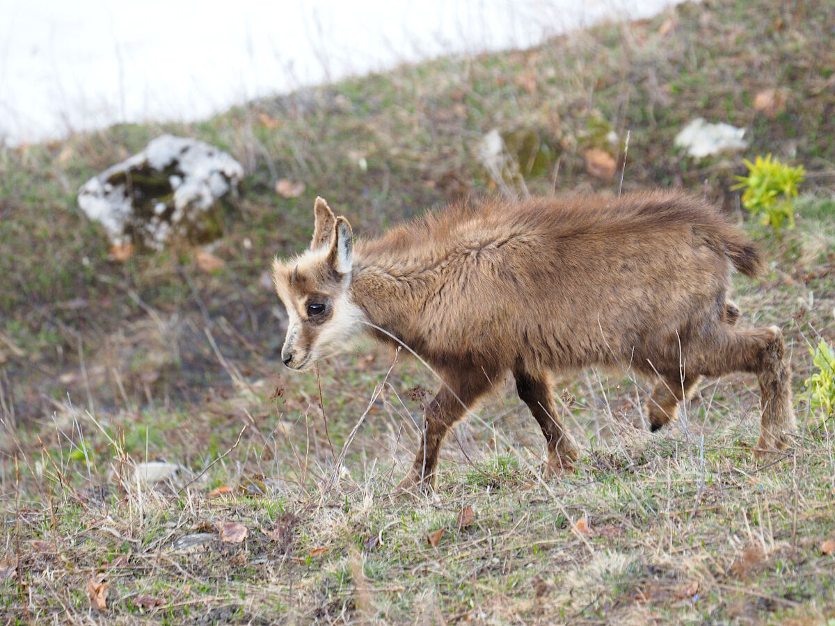 Batuffolo in cammino