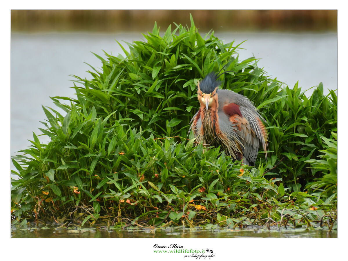 www.wildlifefoto.it red heron