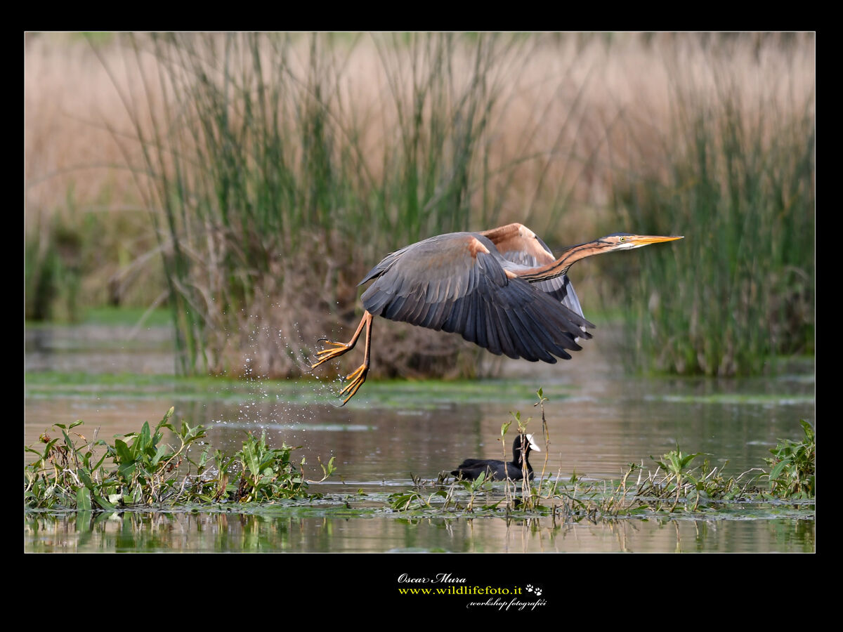 Airone rosso www.wildlifefoto.it