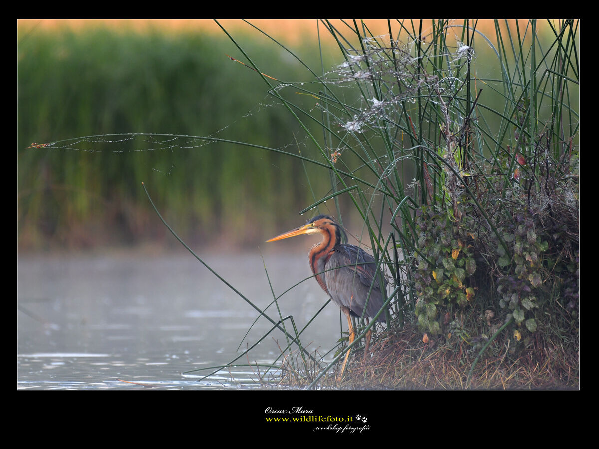 www.wildlifefoto.it red heron