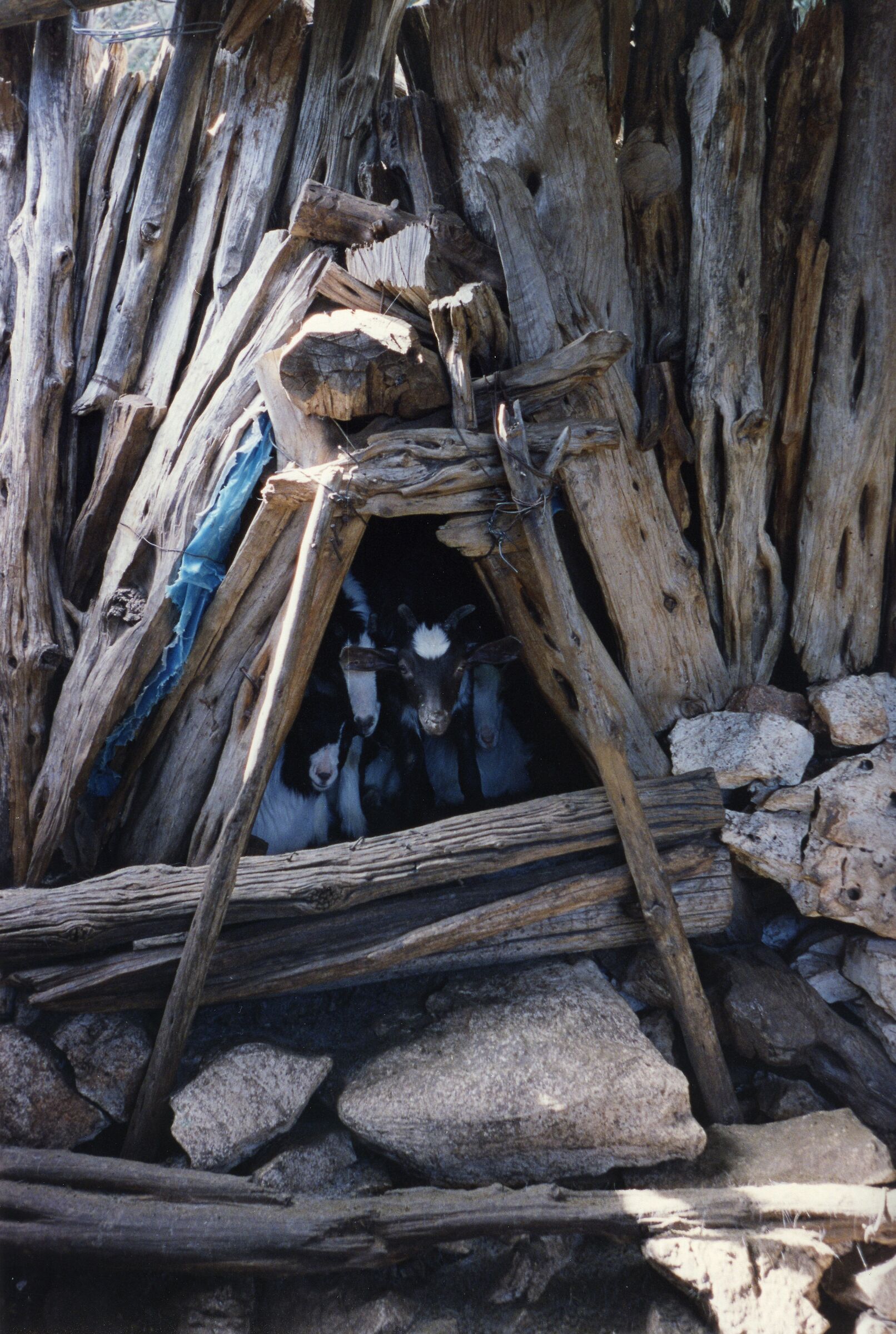 goat shelter in Dorgali