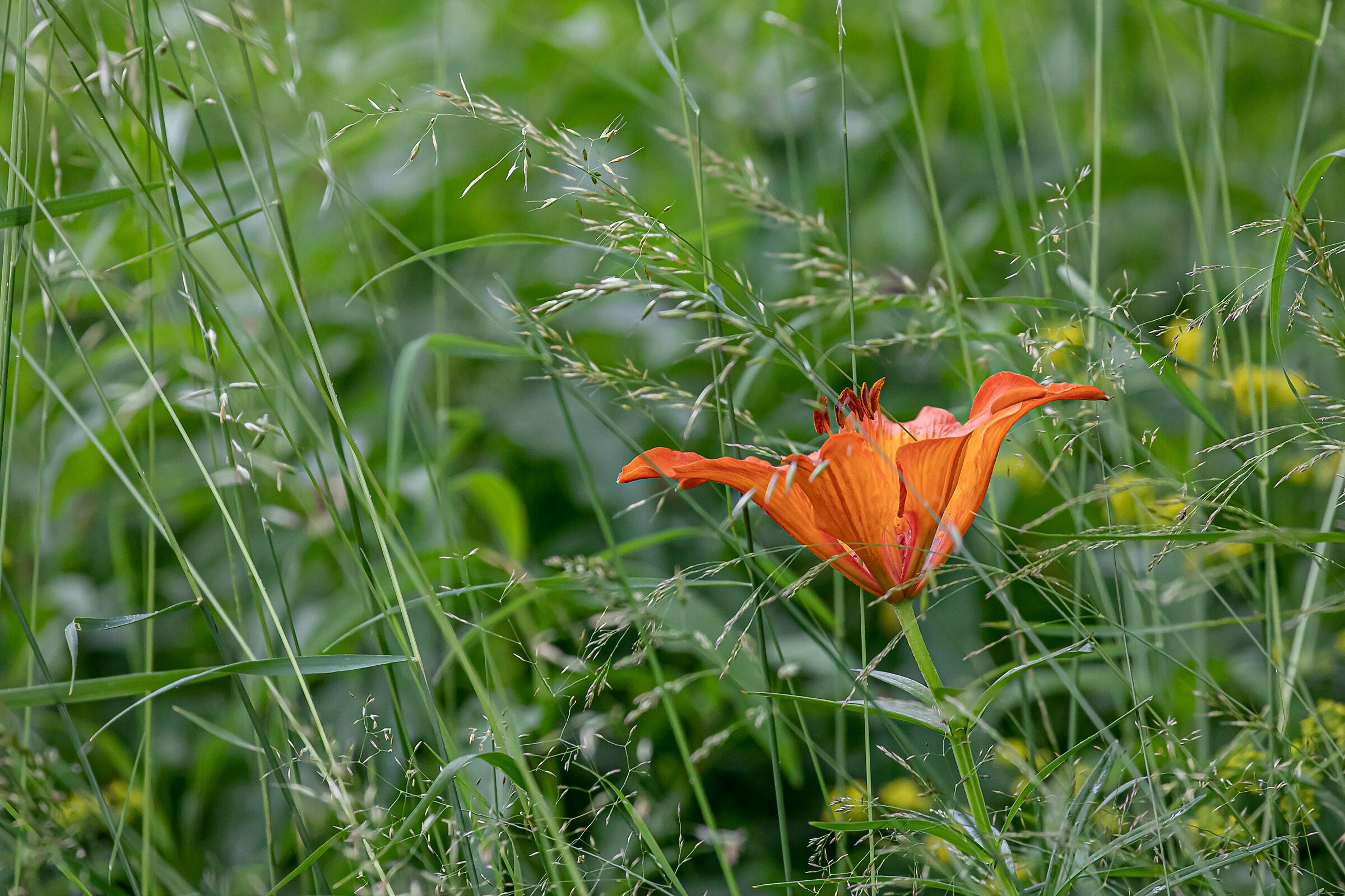 Giglio Rosso (Lilium bulbiferum), A. Lepontine