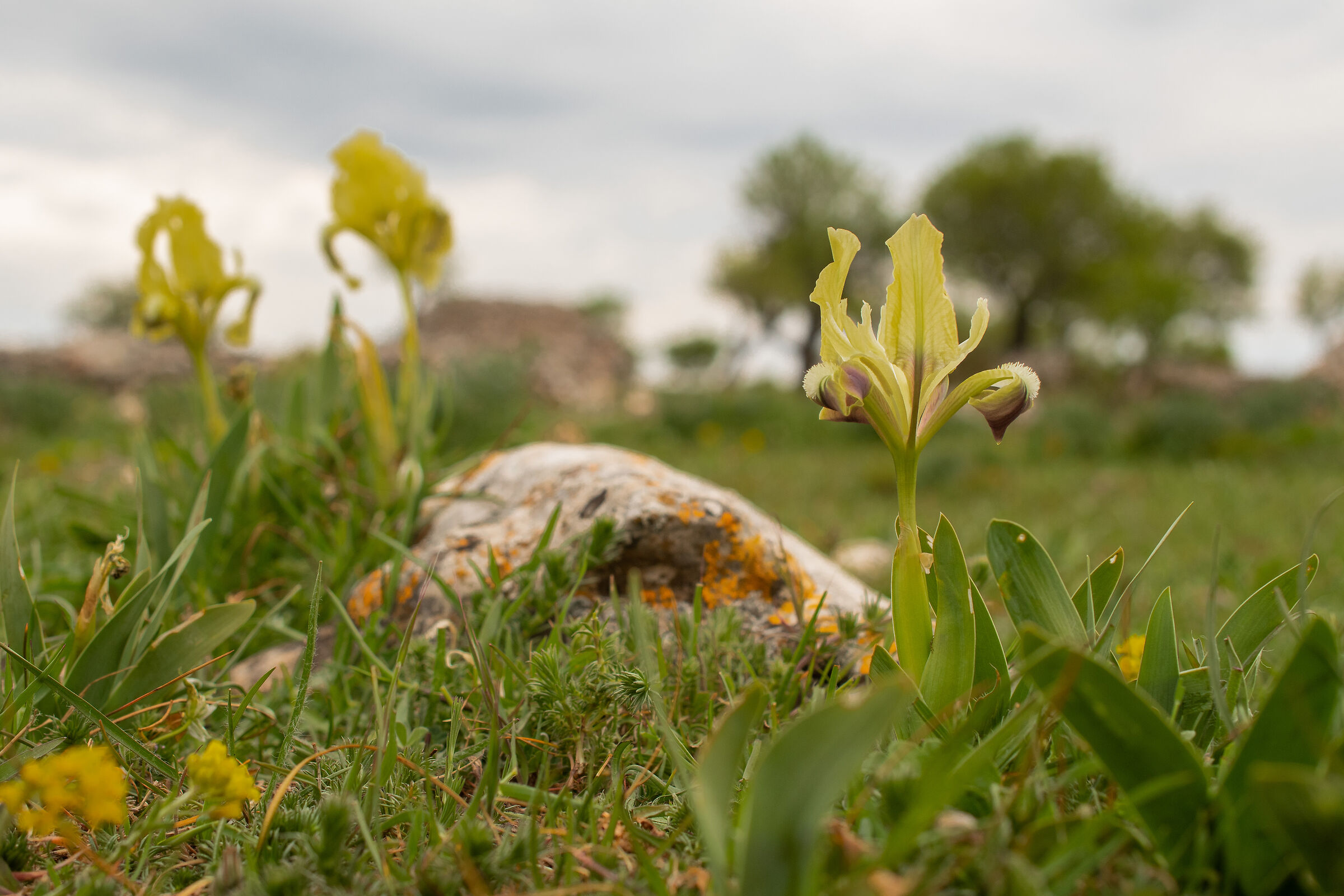 Il campo degli iris selvatici