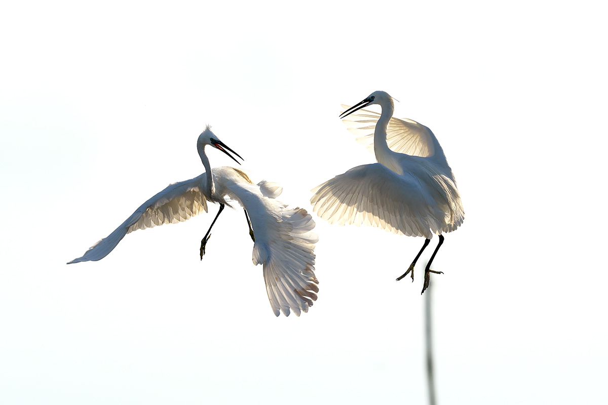 Egrets