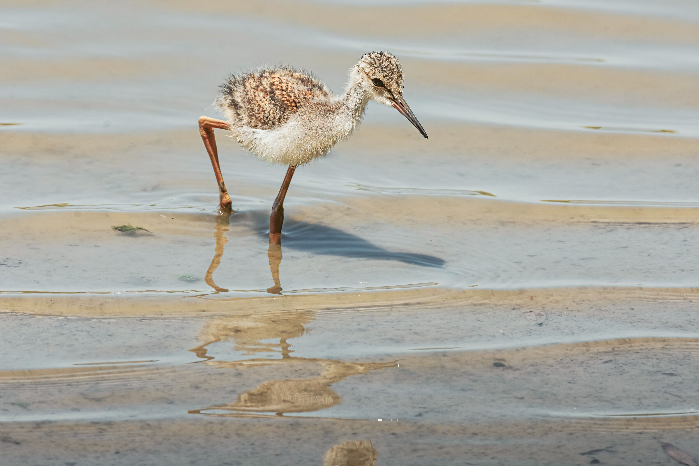 Avete visto passare la mamma di qua ?