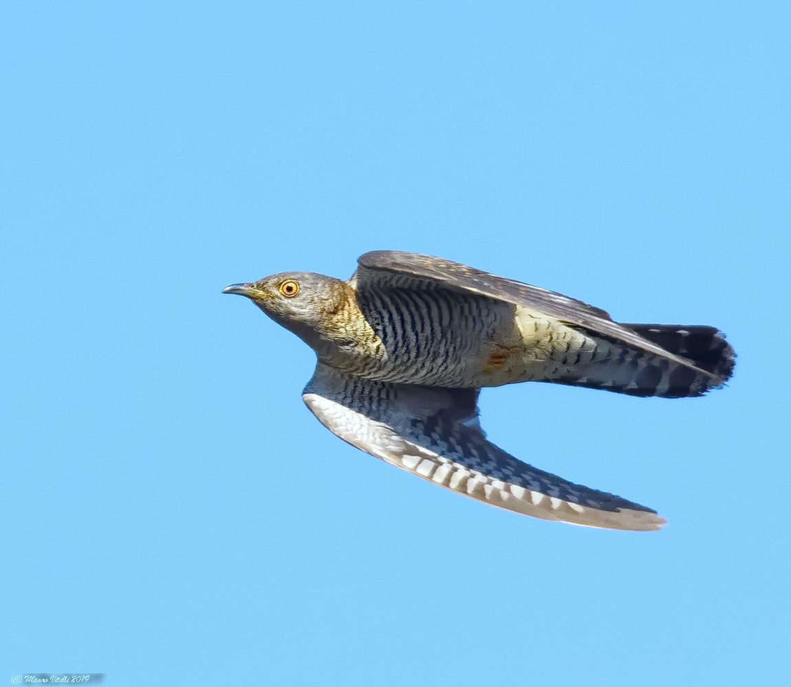 Cuckoo (Cuculus canorus)