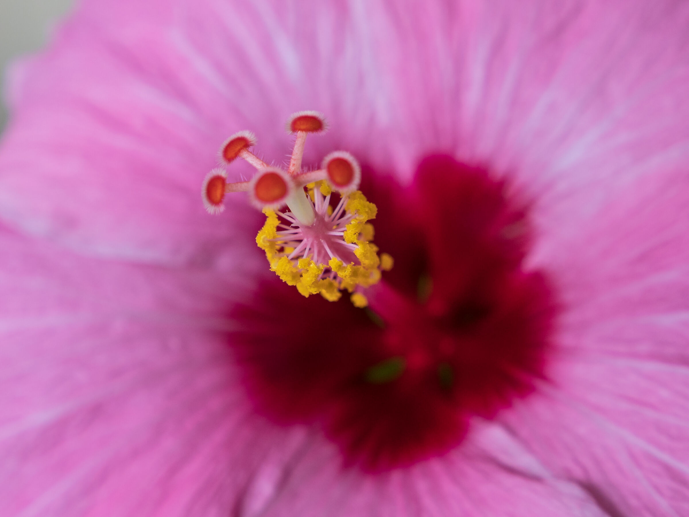 Hibiscus