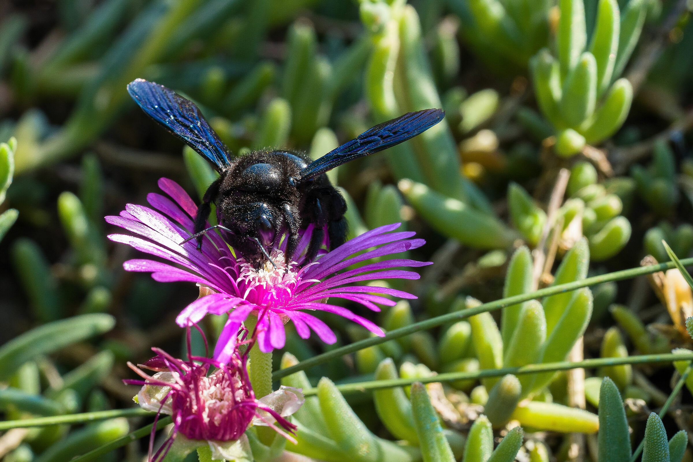 The Good Giant (xylocopa violacea)